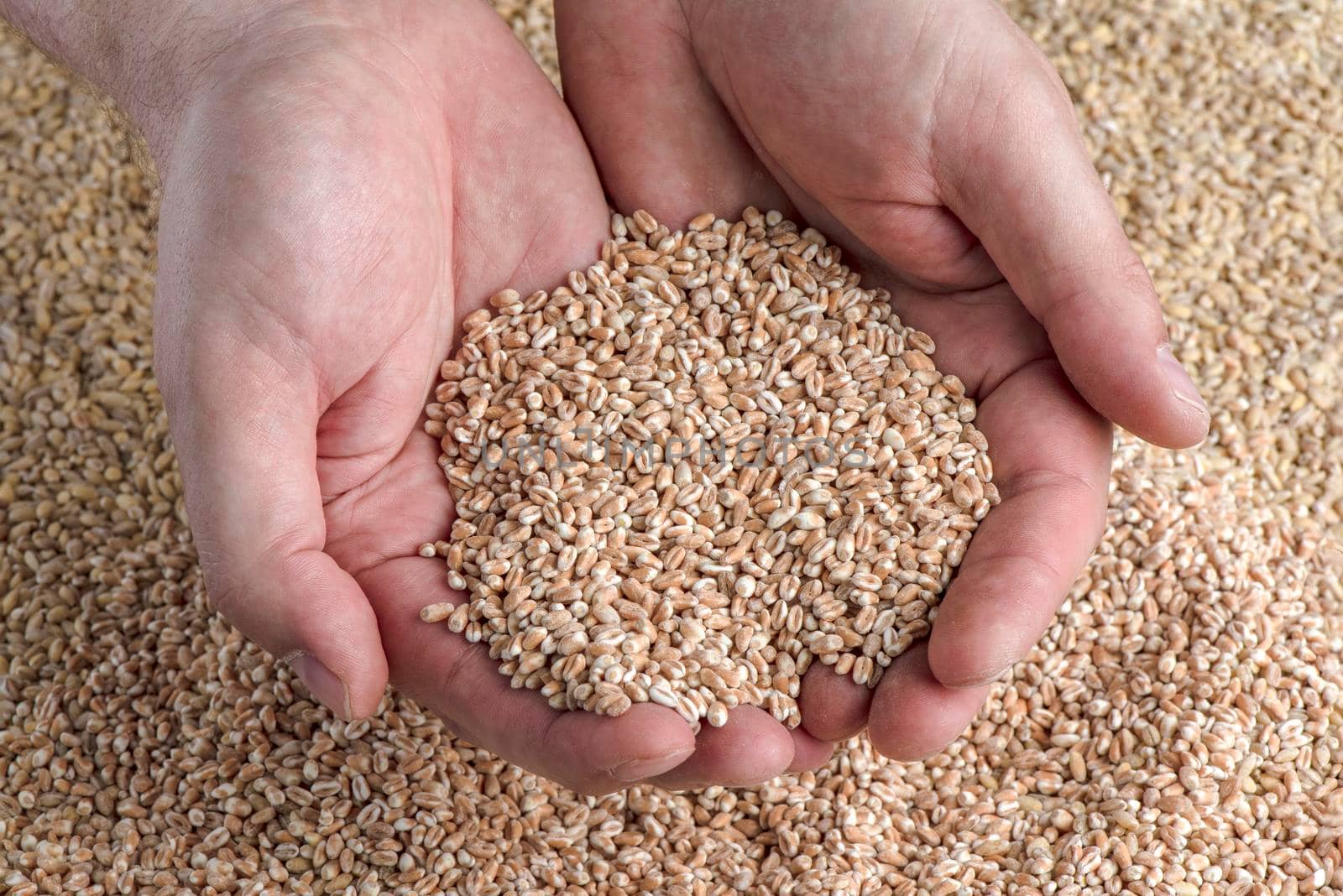 Wheat crisis, lack of grain and crops. Grains of wheat in the hand, against the background of the granary. The concept of the world food crisis. export and import. by SERSOL