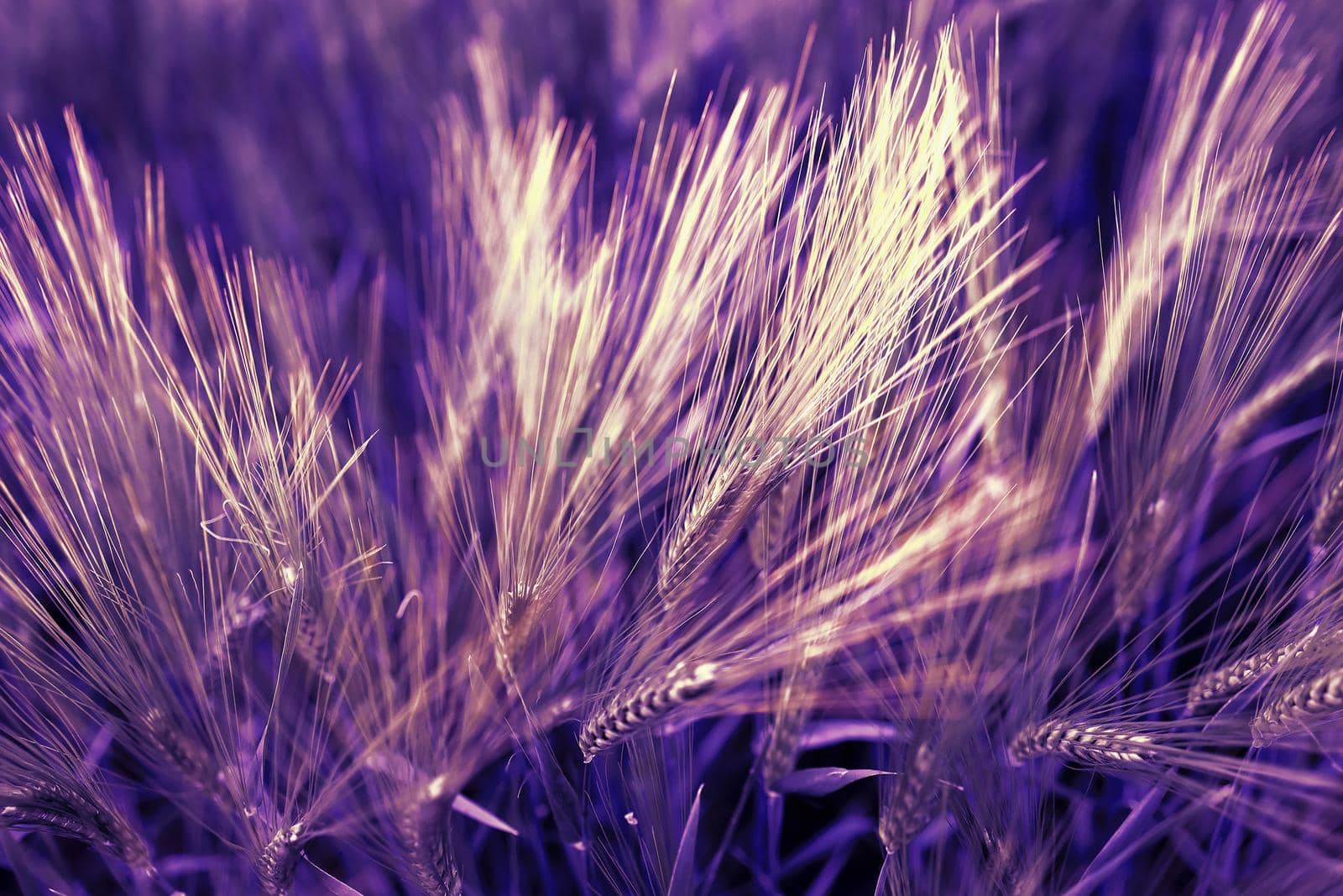 Top view of gold wheat ears dyed in velvet purple. Beautiful abstract background, copy space. Natural background.