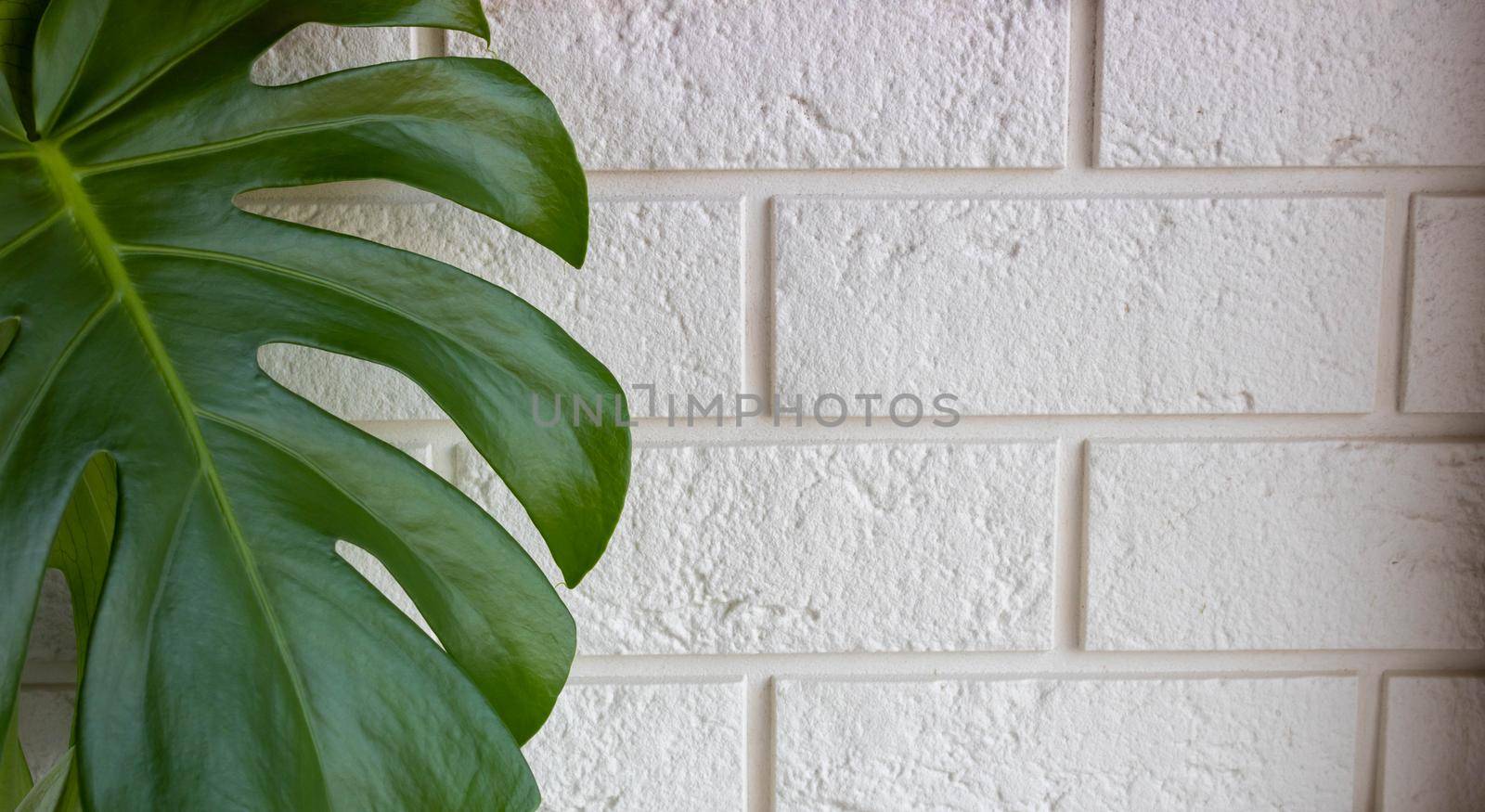 Evergreen large-leaved monstera leaf on a white brick wall background. Place for your text by lapushka62