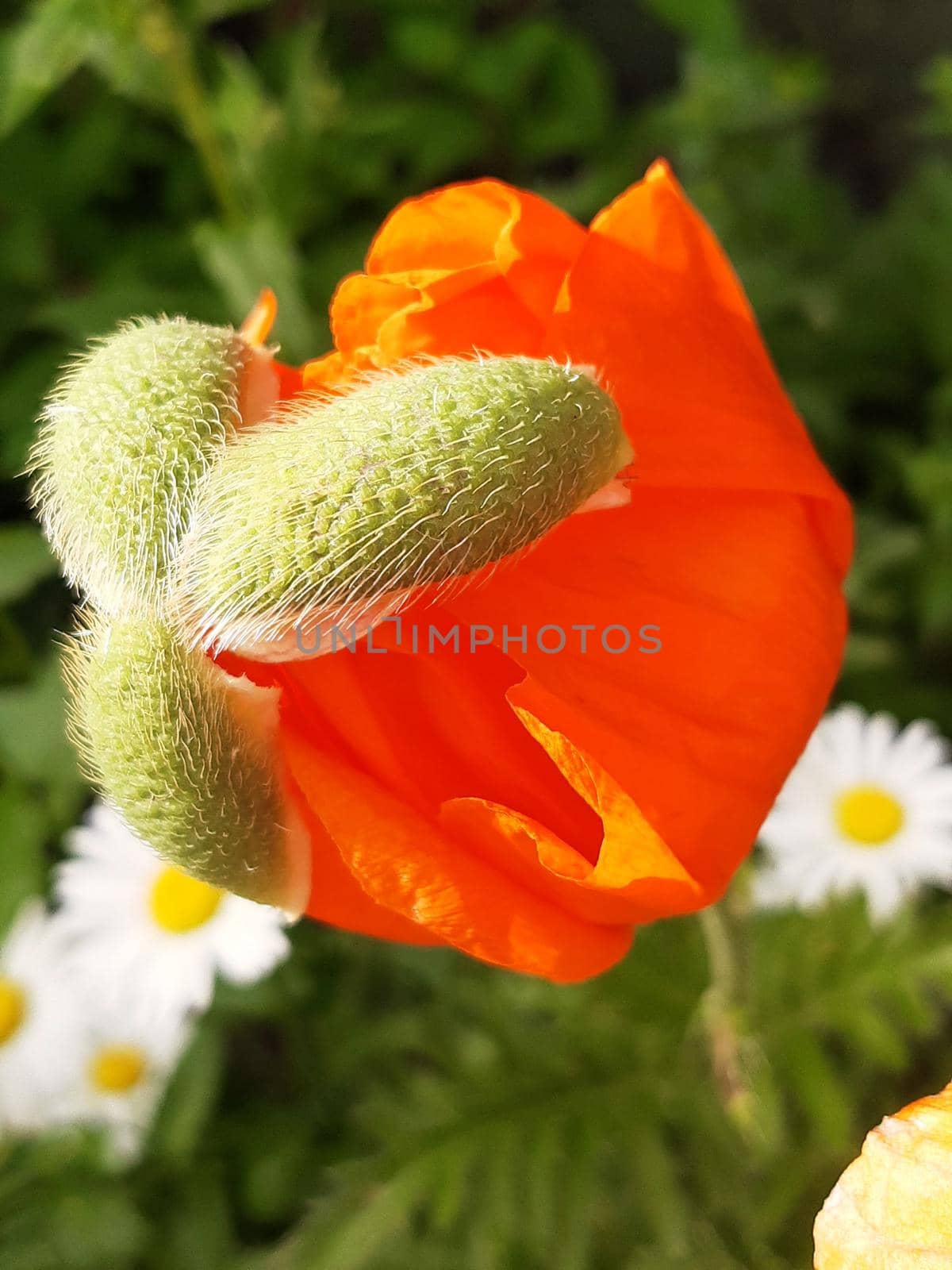 Opening a young poppy flower close-up against a background of greenery.