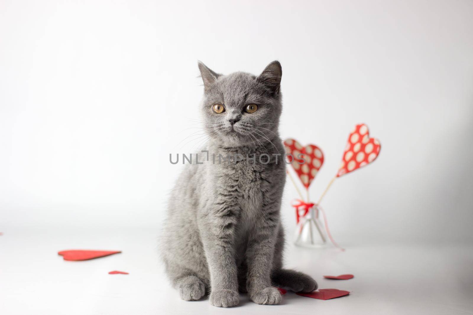 British Shorthair cat portrait on a white background. Valentines Day card.