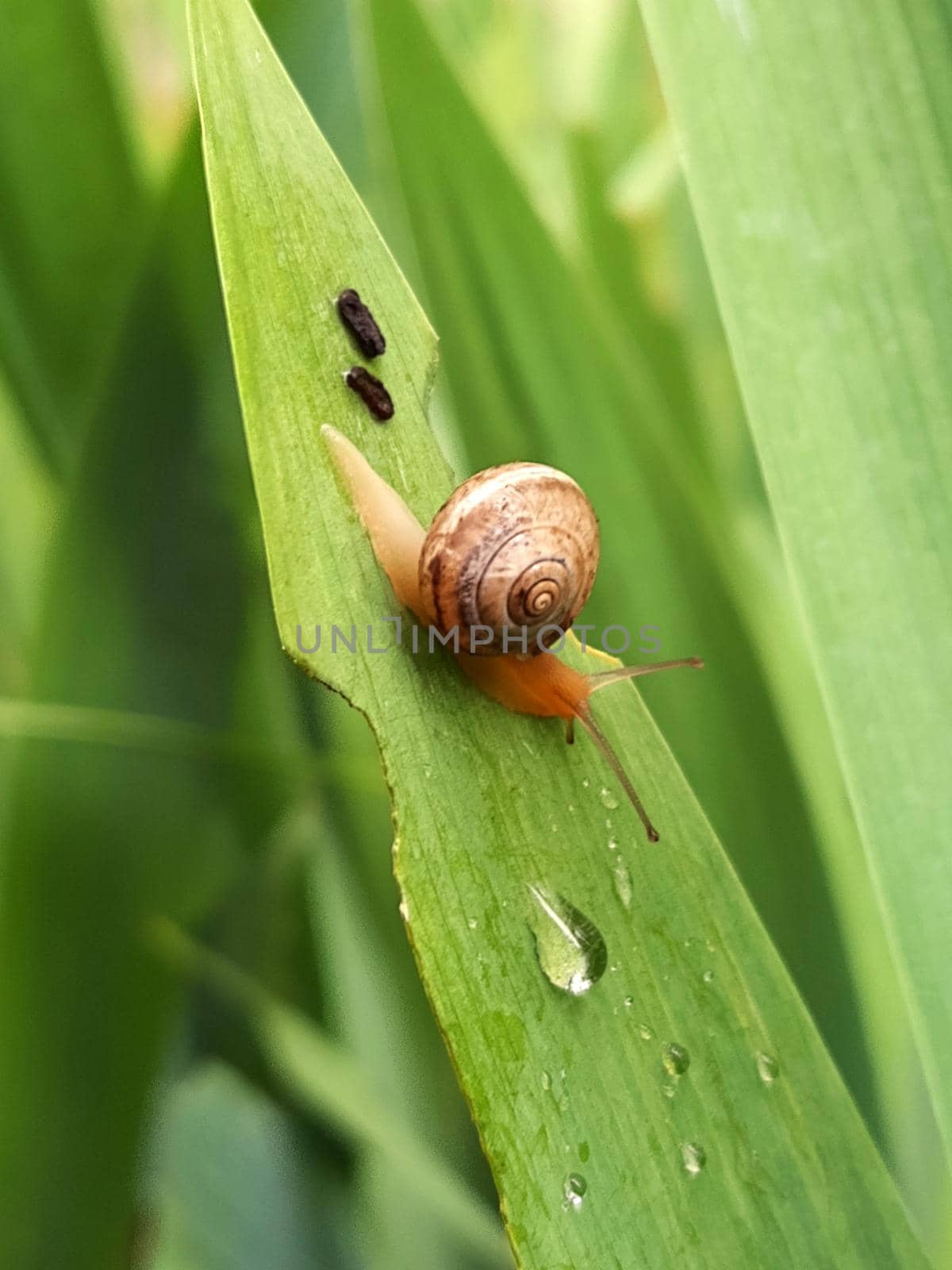 Snail on a leaf of cockerel flower after rain close up.