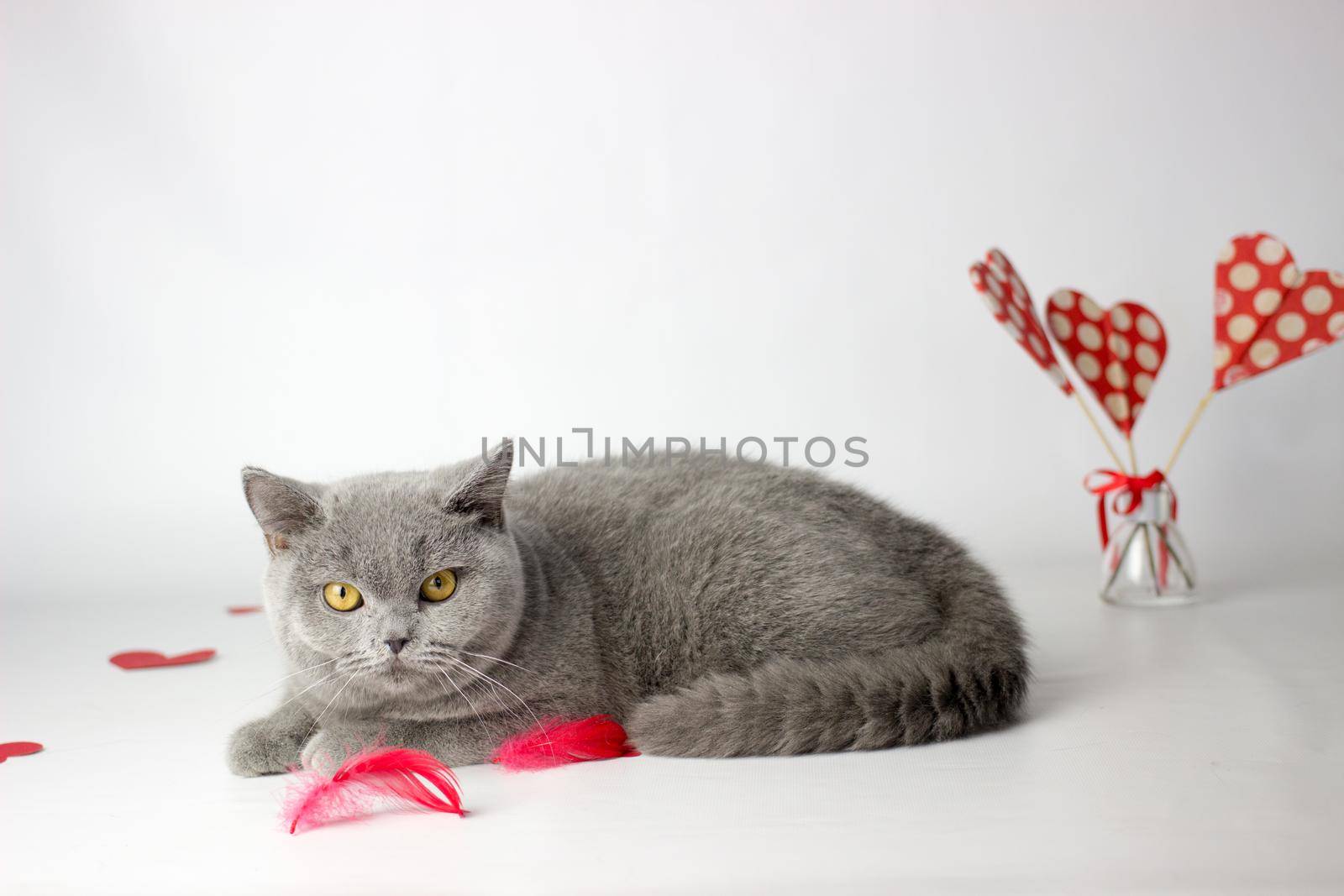 British Shorthair cat portrait on a white background. Valentines day card by KatrinBaidimirova