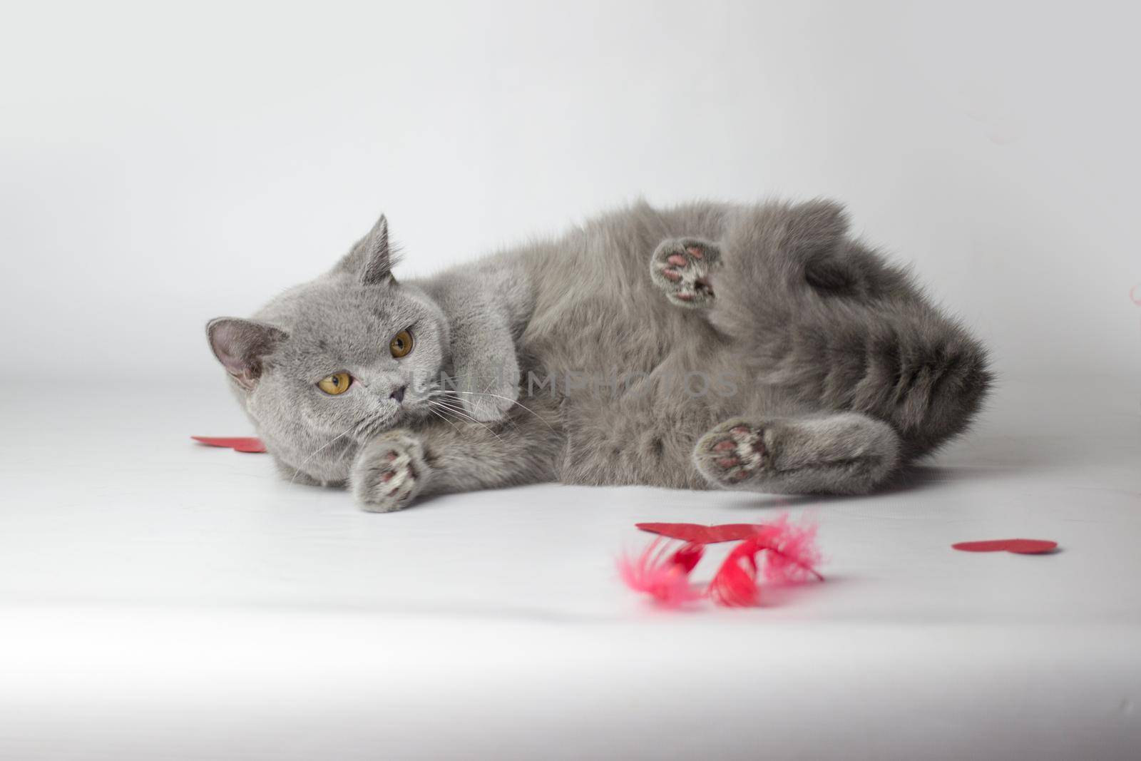 British Shorthair cat portrait on a white background. Valentines Day card.