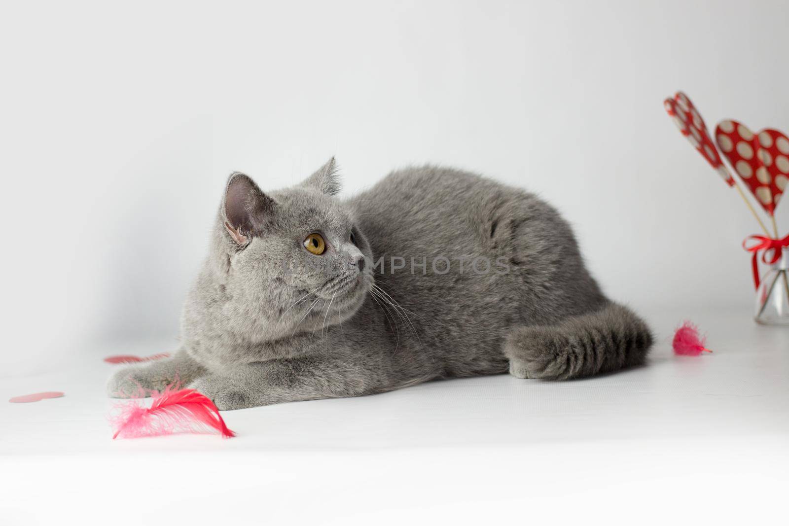 British Shorthair cat portrait on a white background. Valentines Day card.