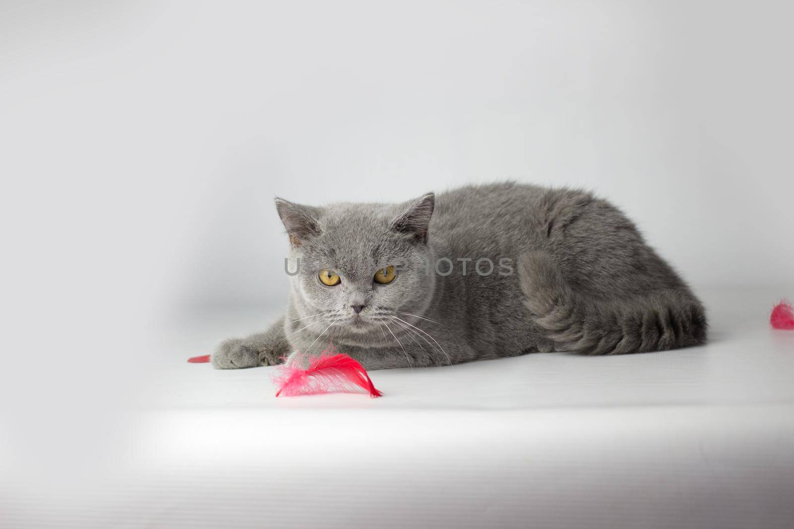 British Shorthair cat portrait on a white background. Valentines day card by KatrinBaidimirova