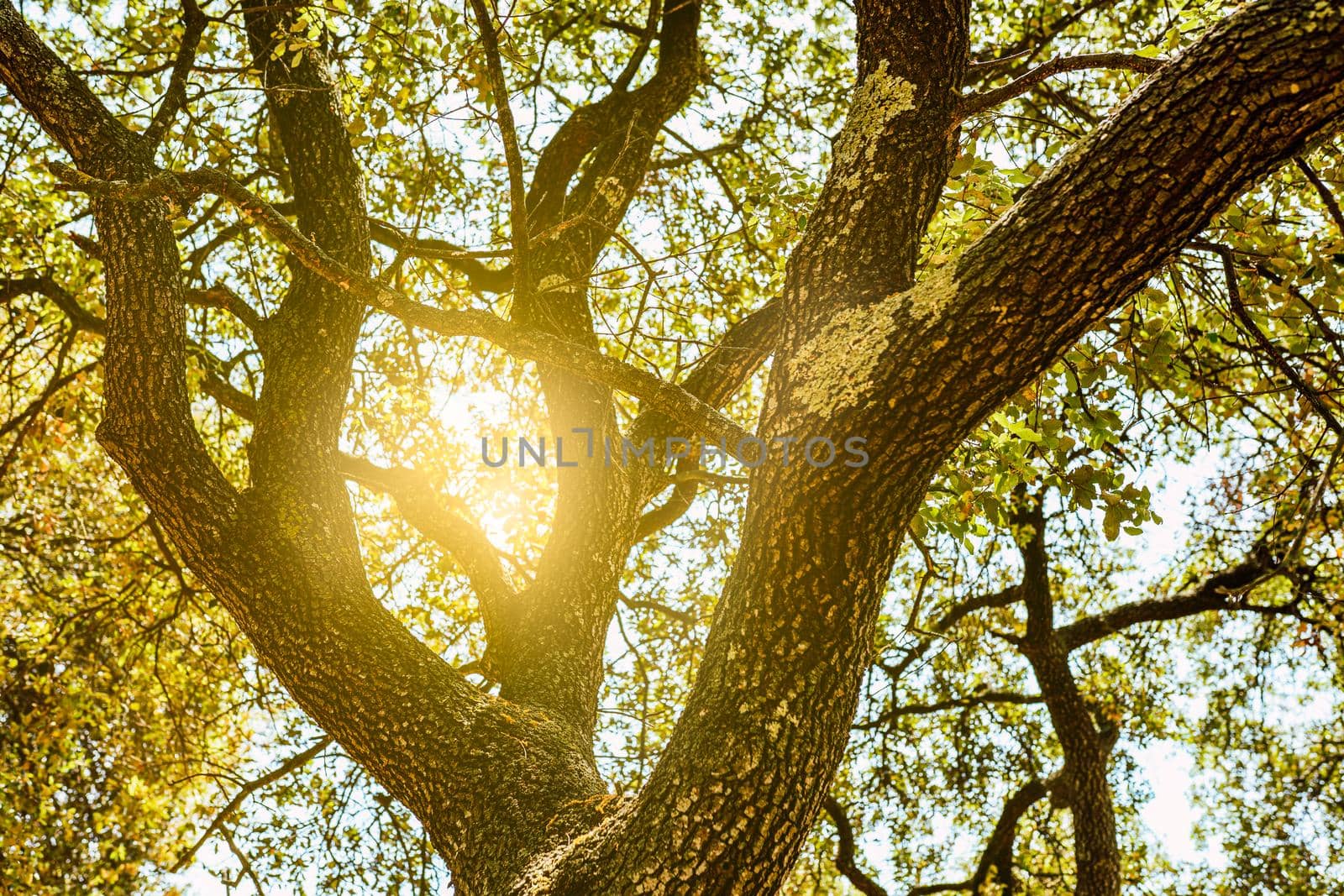 trees in the forest illuminated by the warm sunlight. background light filtering through the branches of a tree in summer. by CatPhotography