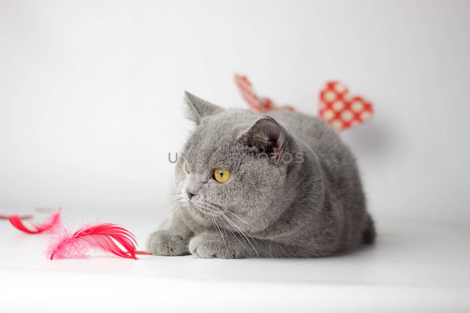 British Shorthair cat portrait on a white background. Valentines day card by KatrinBaidimirova