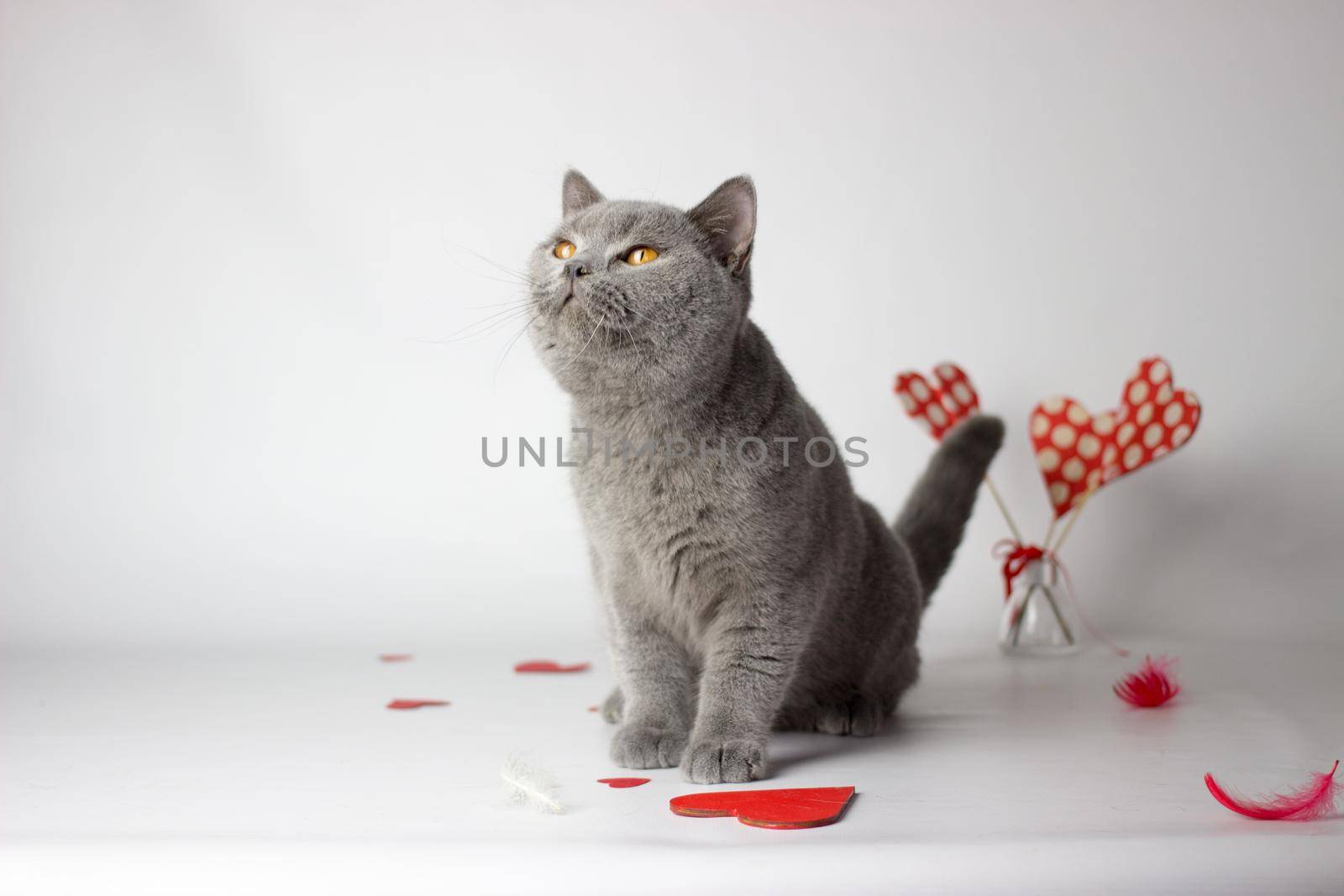 British Shorthair cat portrait on a white background. Valentines day card by KatrinBaidimirova