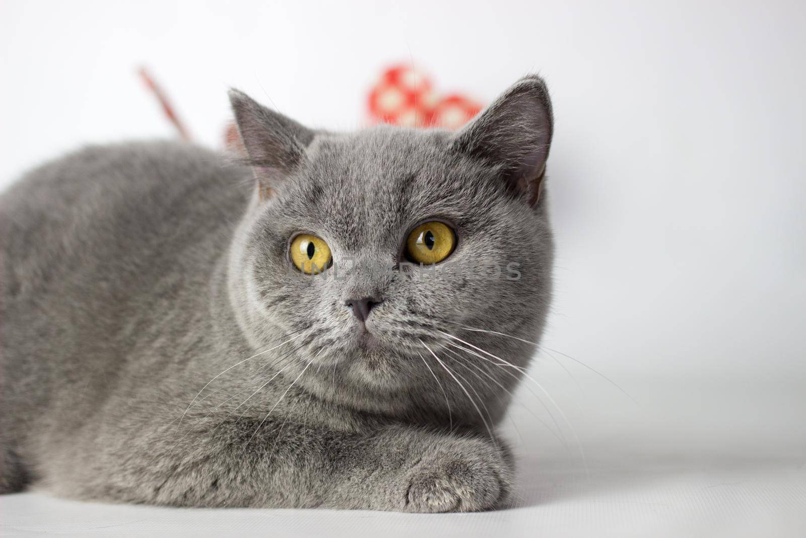 British Shorthair cat portrait on a white background. Valentines day card by KatrinBaidimirova