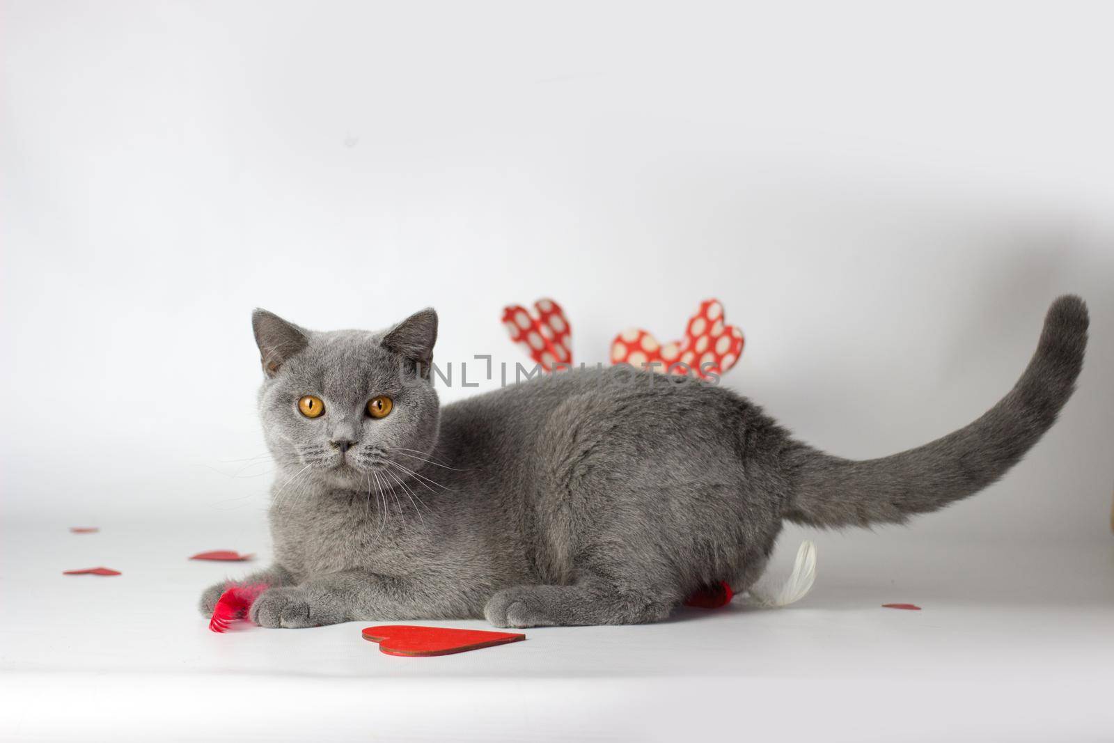 British Shorthair cat portrait on a white background. Valentines Day card.