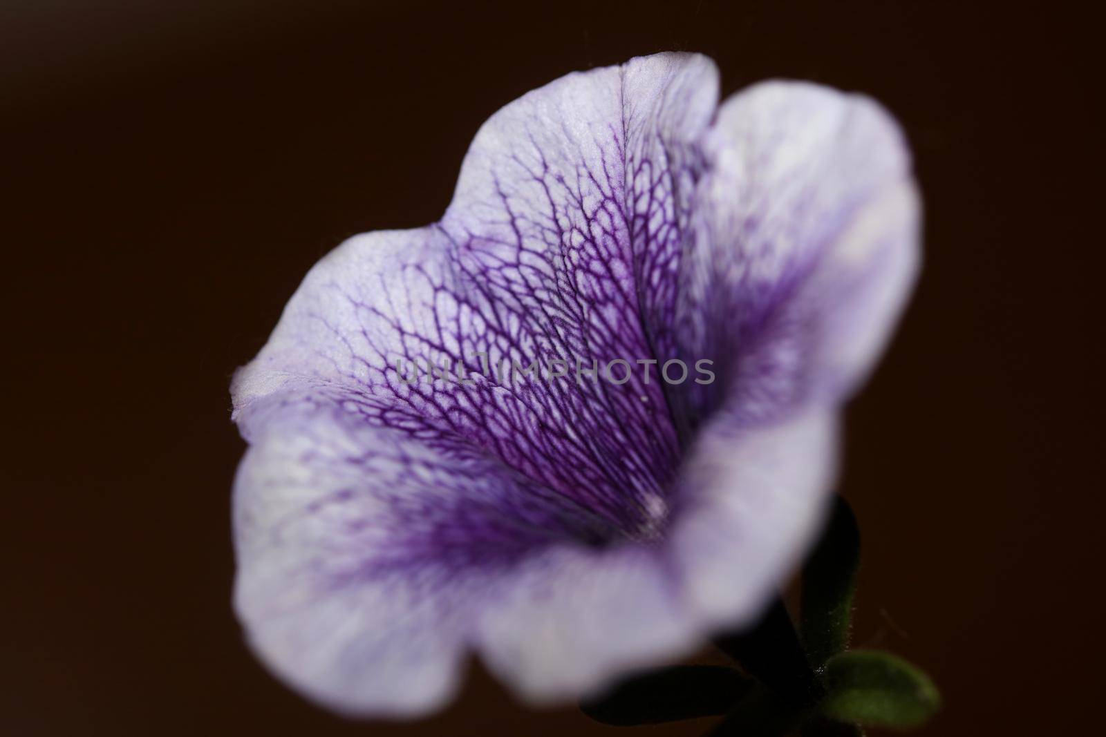 Blue flower blossom close up petunia hybrida family solanaceae botanical background modern high quality big size print home decoration by BakalaeroZz