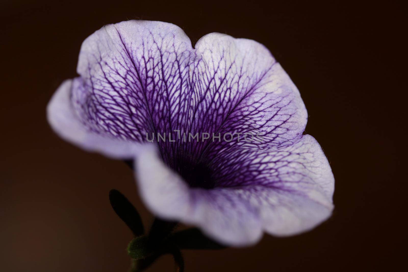 Blue flower blossom close up petunia hybrida family solanaceae botanical background modern high quality big size print home decoration by BakalaeroZz