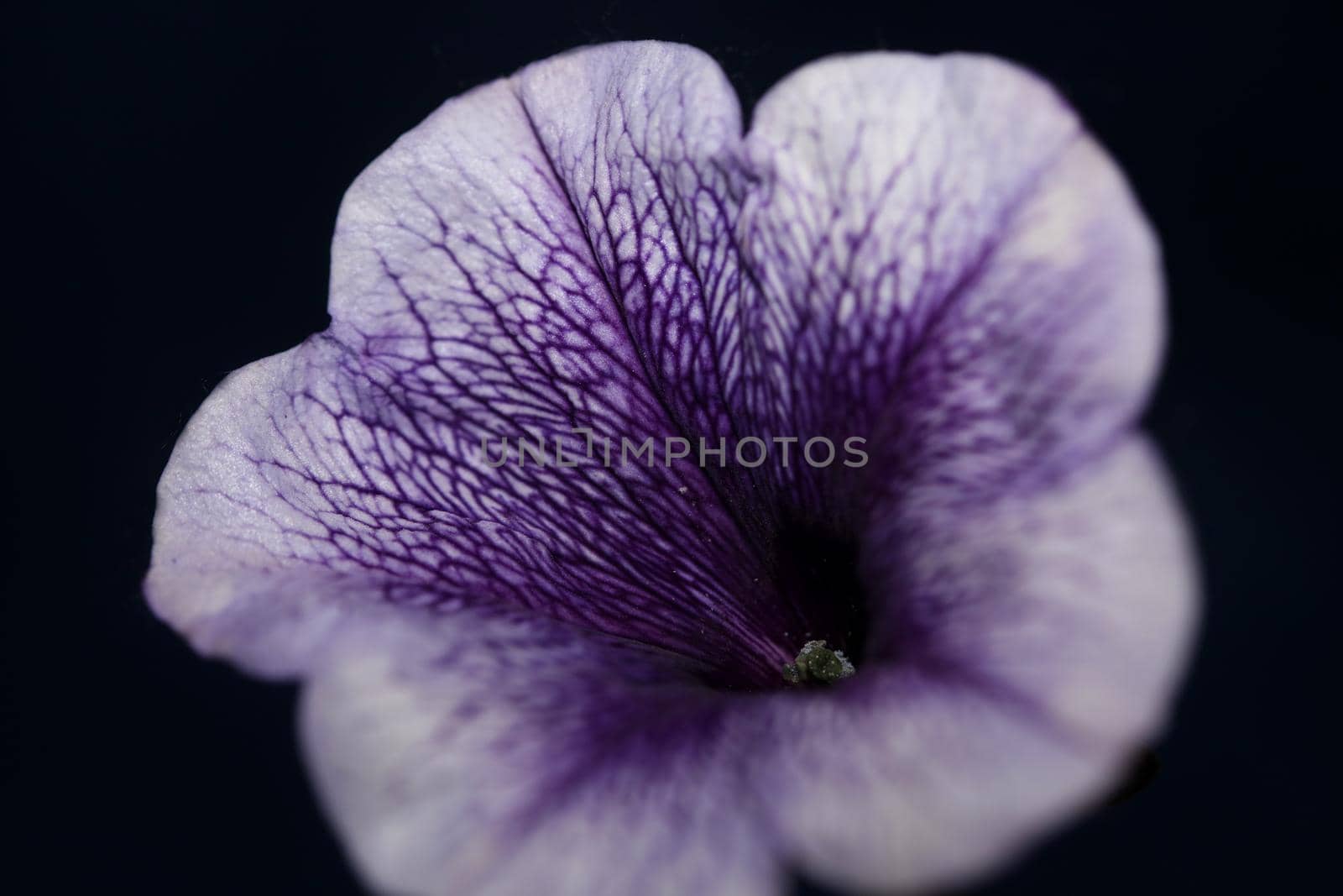 Blue flower blossom close up petunia hybrida family solanaceae botanical background modern high quality big size print home decoration by BakalaeroZz