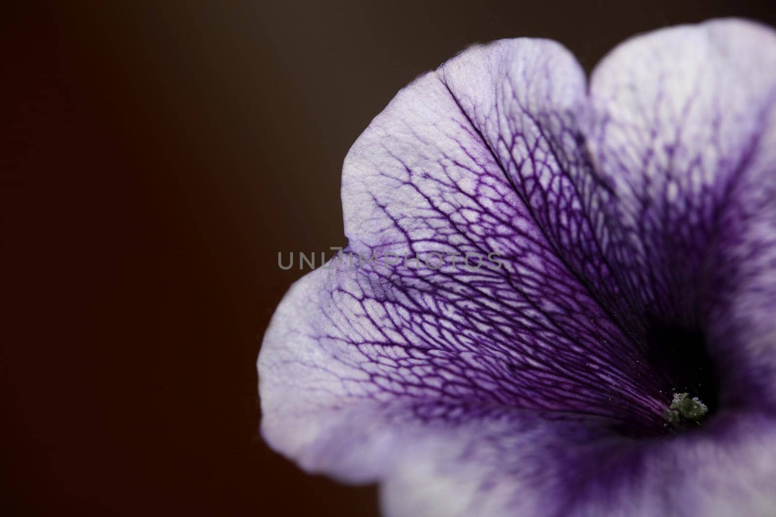 Blue flower blossom close up petunia hybrida family solanaceae botanical background modern high quality big size print home decoration by BakalaeroZz