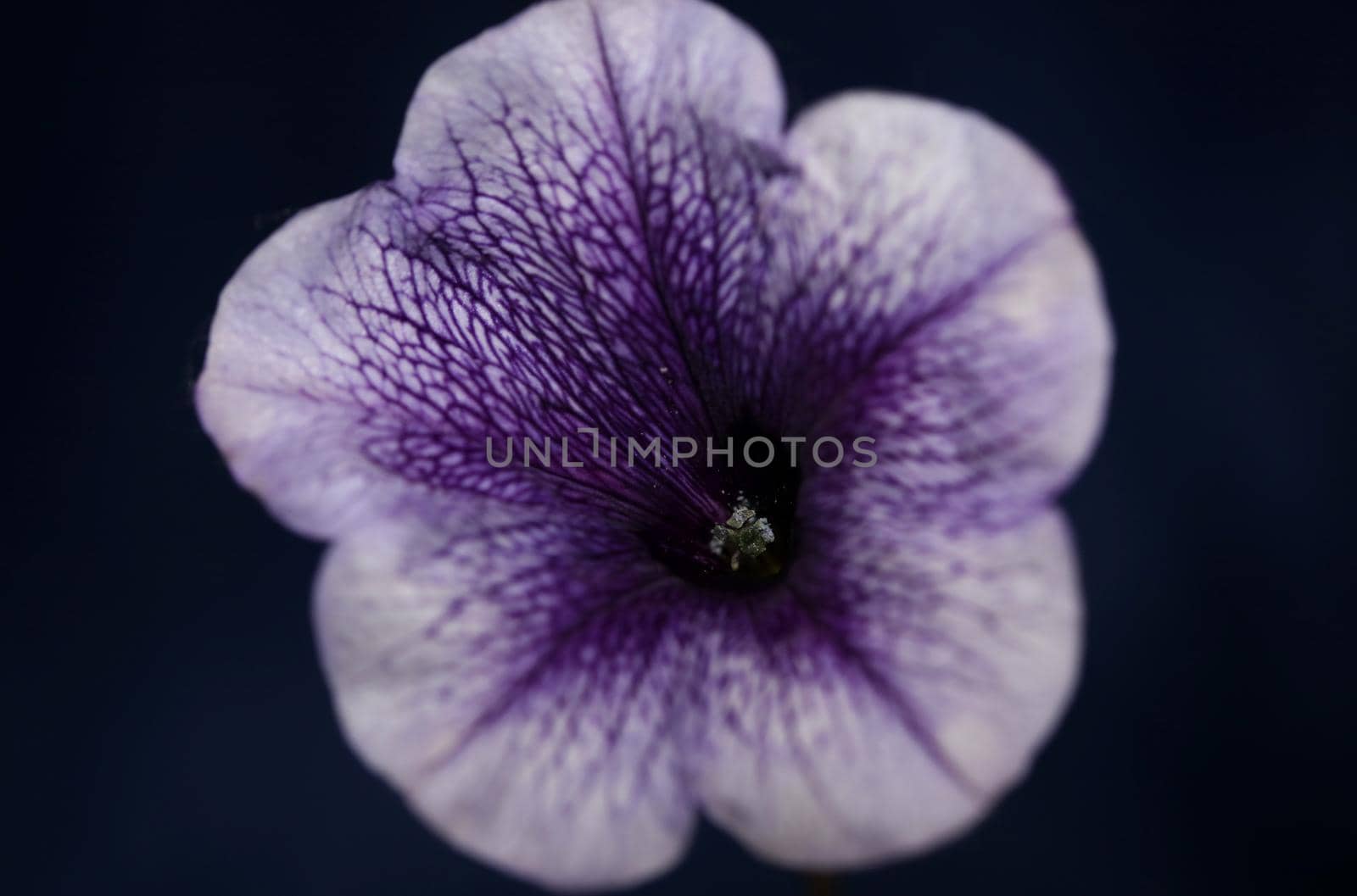 Blue flower blossom close up petunia hybrida family solanaceae botanical background modern high quality big size prints home decoration