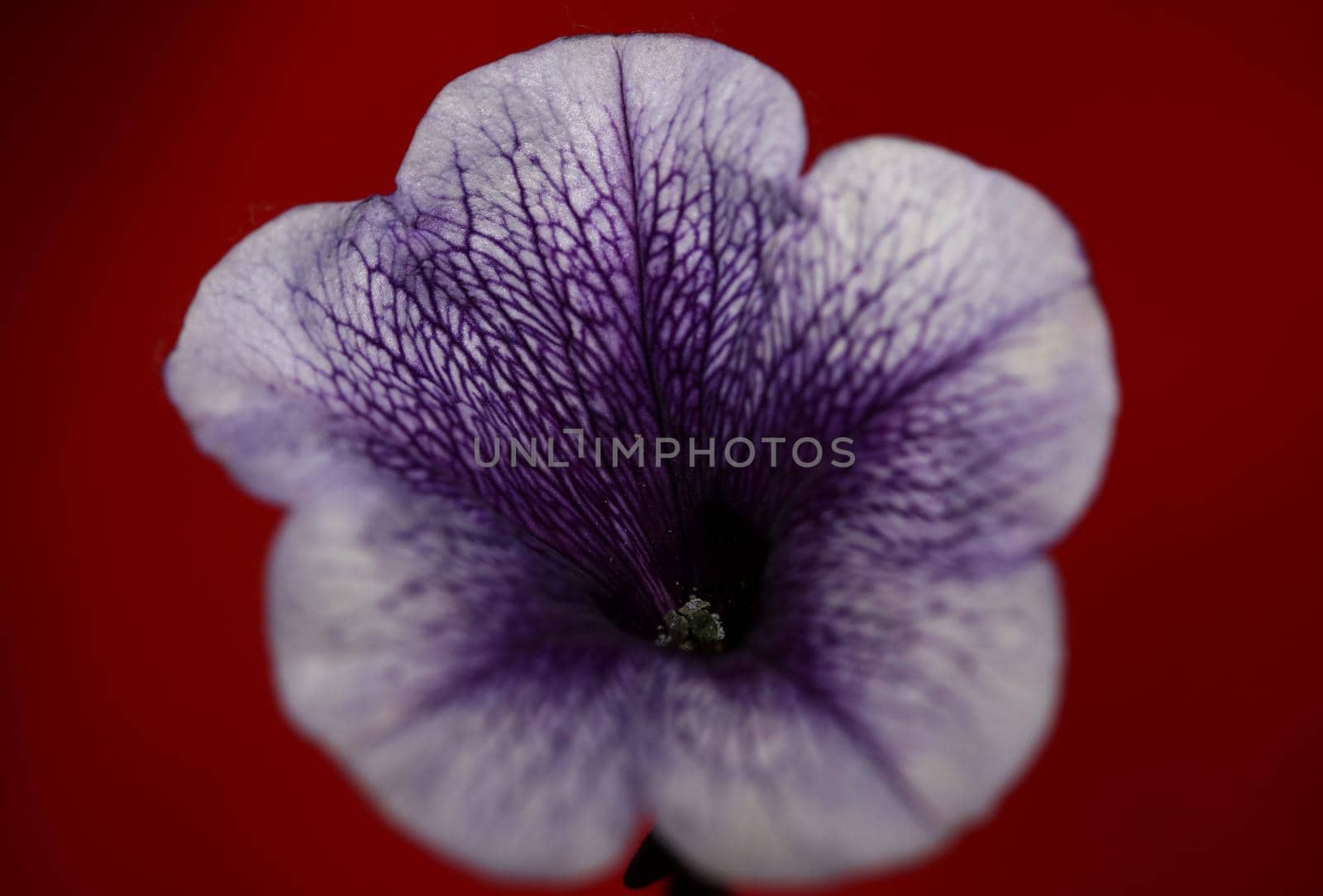 Blue flower blossom close up petunia hybrida family solanaceae botanical background modern high quality big size prints home decoration