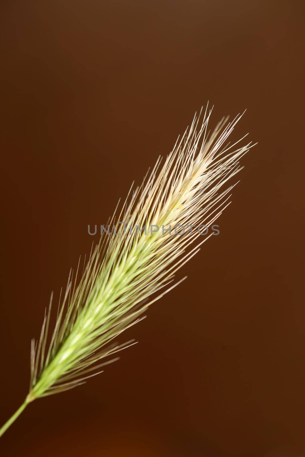 Flower blossom close up hordeum vulgare family poaceae botanical background modern high quality big size print home decoration