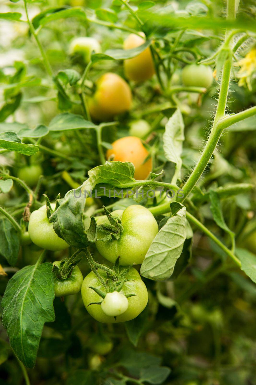 Tomatoes are hanging on a branch in the greenhouse. The concept of gardening and life in the country.