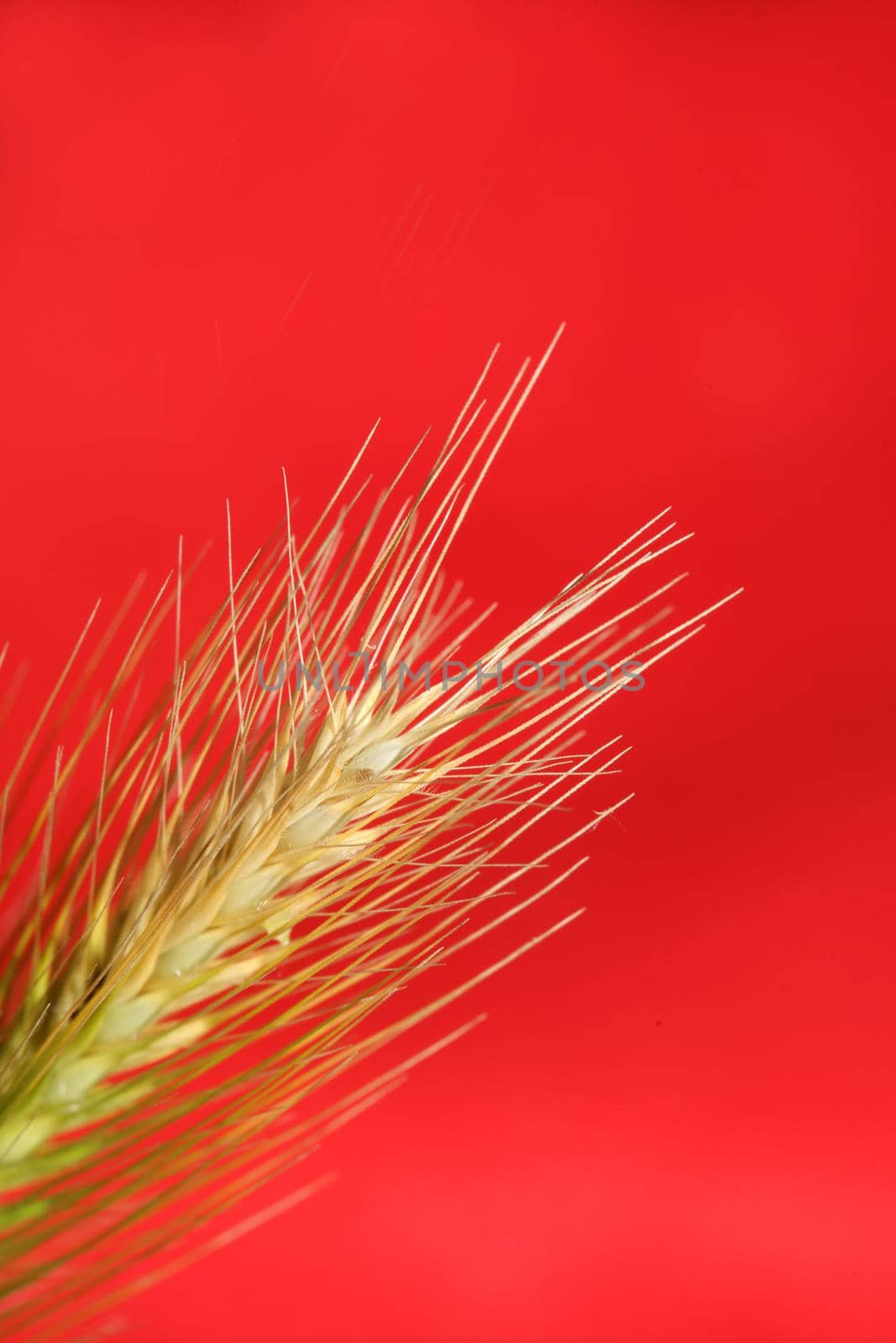 Flower blossom close up hordeum vulgare family poaceae botanical background modern high quality big size print home decoration