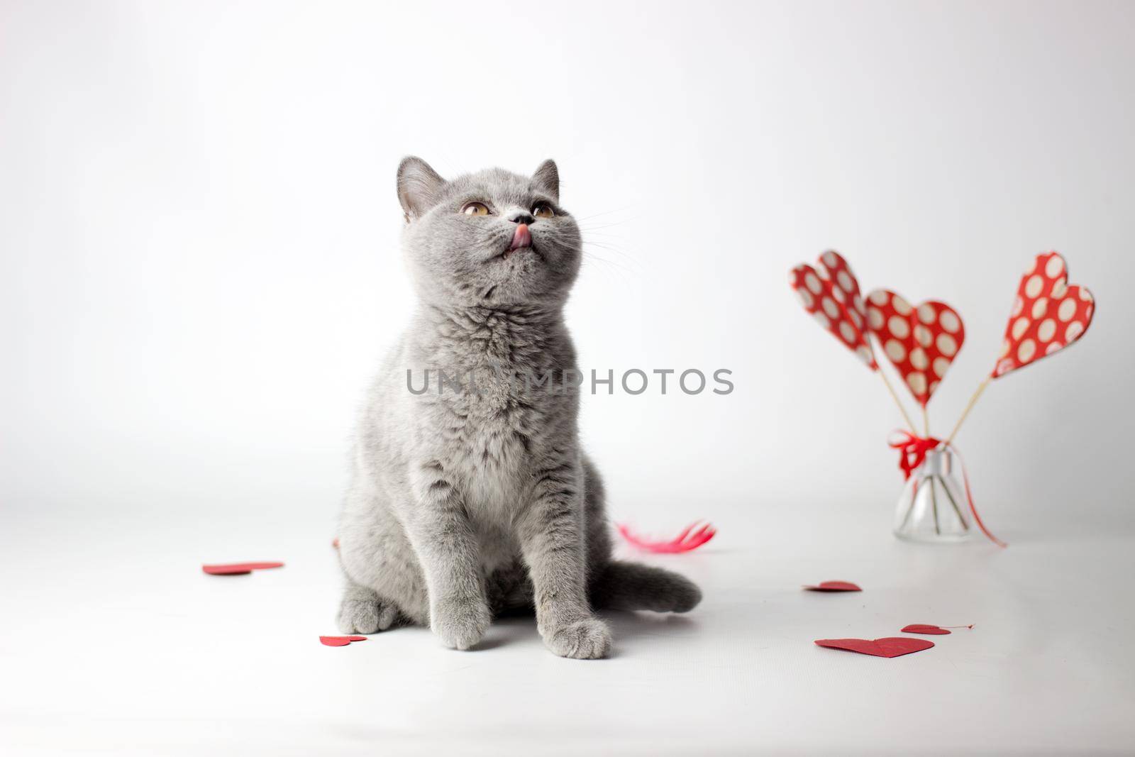 British Shorthair cat portrait on a white background. Valentines Day card.