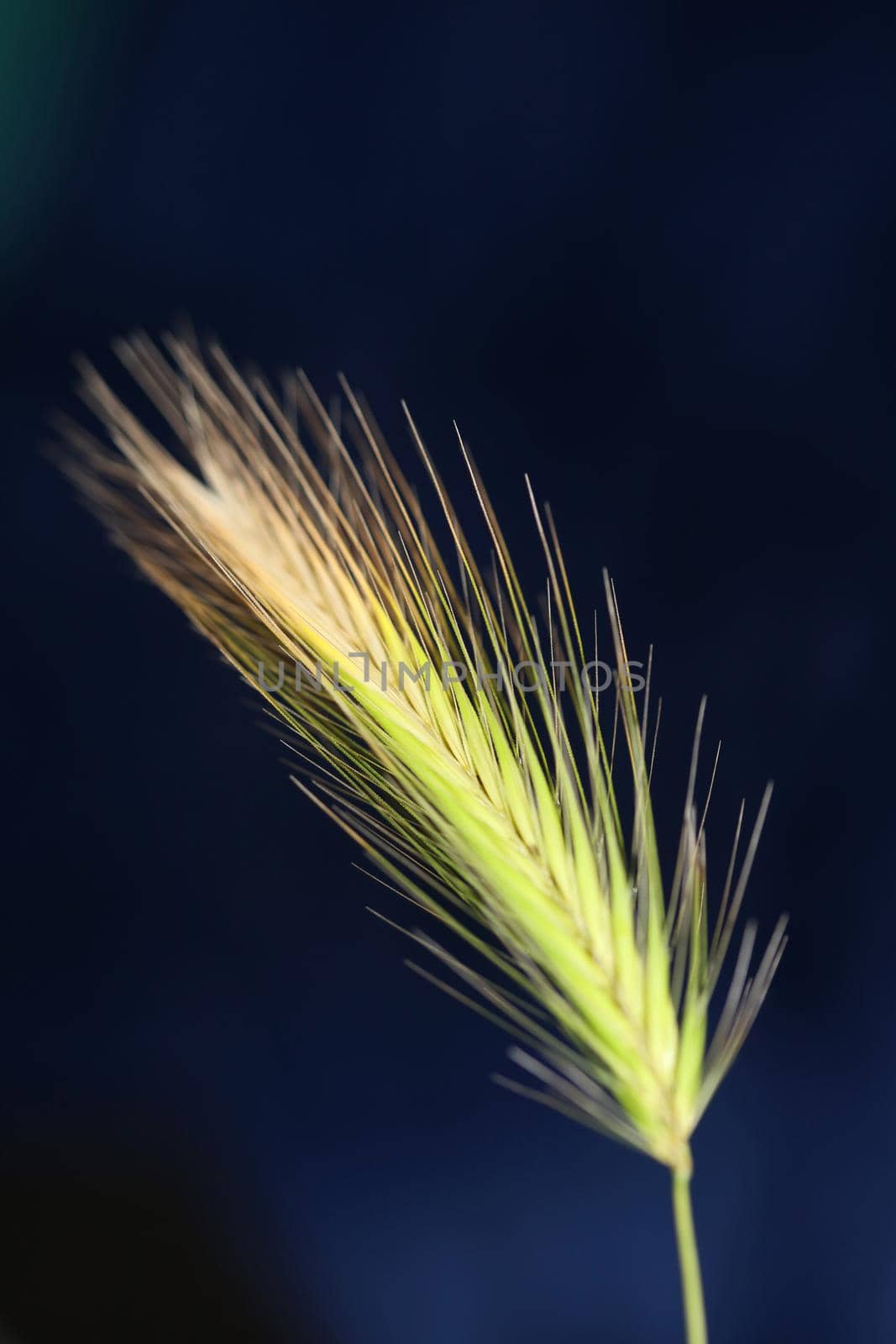 Flower blossom close up hordeum vulgare family poaceae botanical background modern high quality big size print home decoration