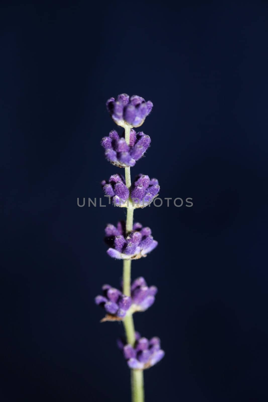 Flower blossom close up lavandula latifolia family lamiaceae botanical background modern high quality big size prints home decoration