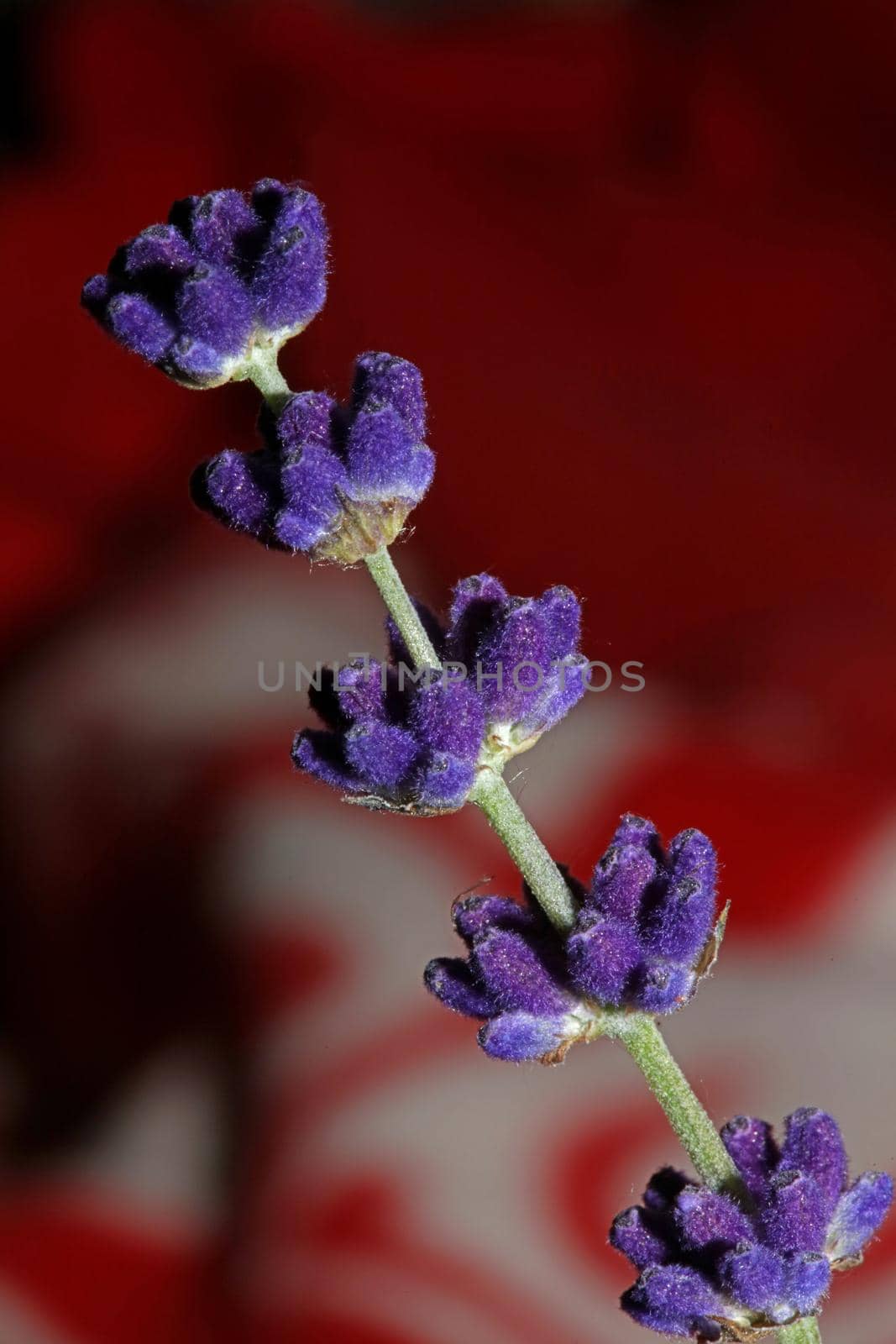 Flower blossom close up lavandula latifolia family lamiaceae botanical background modern high quality big size prints home decoration
