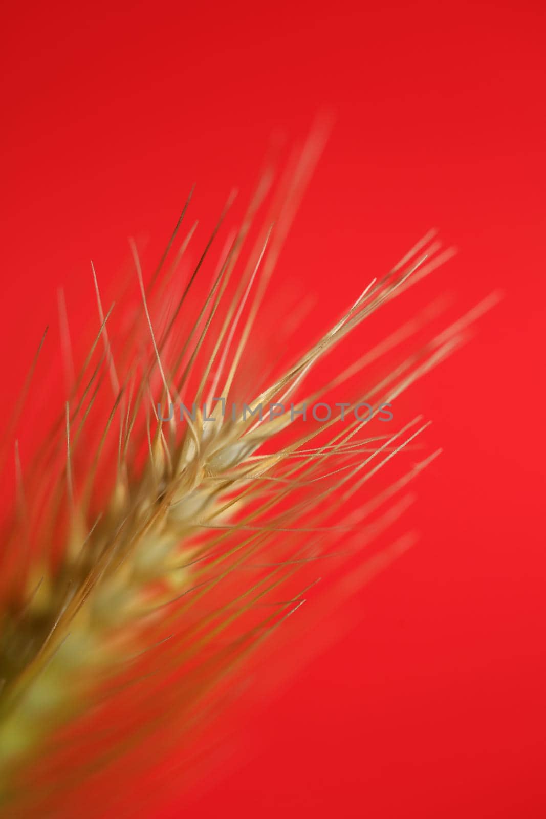 Flower blossom close up hordeum vulgare family poaceae botanical background modern high quality big size print home decoration