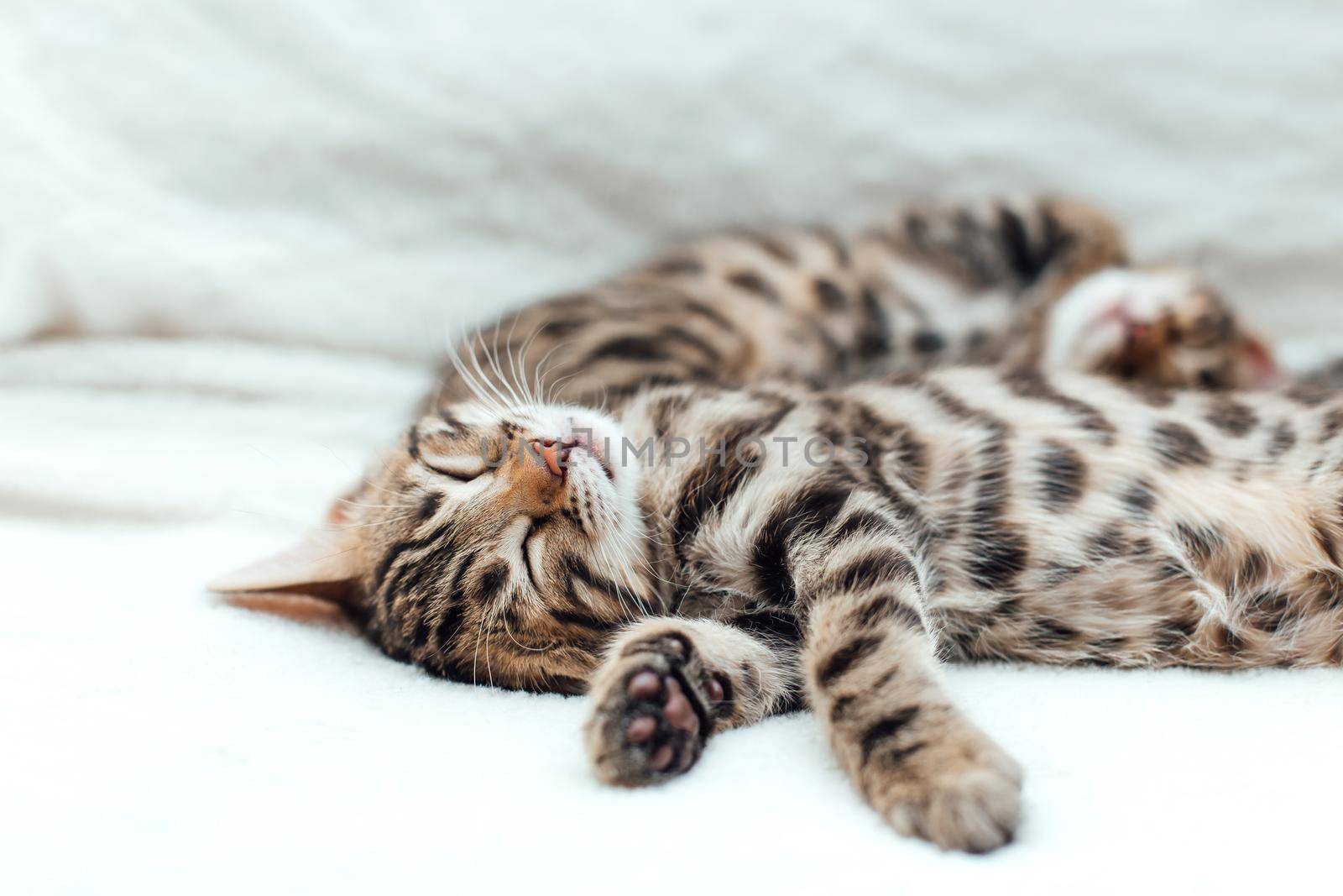 Cute bengal one month old kitten on the white fury blanket close-up.