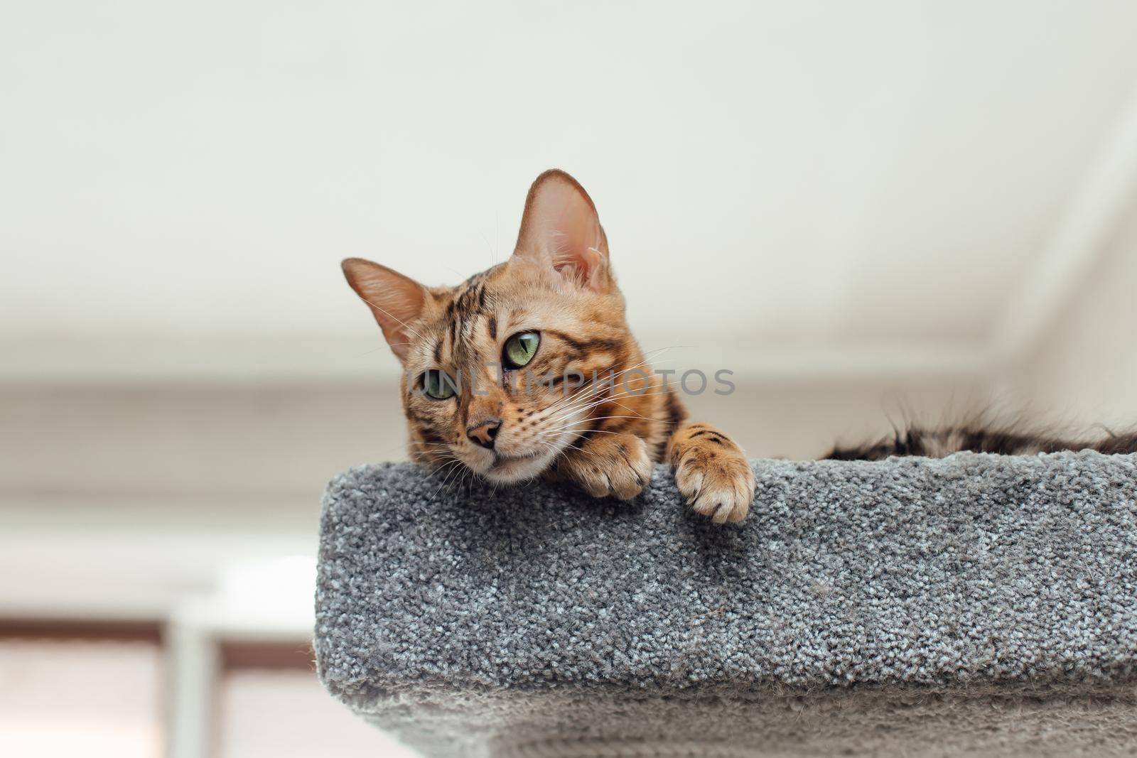 Young cute bengal cat laying on a soft cat's shelf of a cat's house indoors.