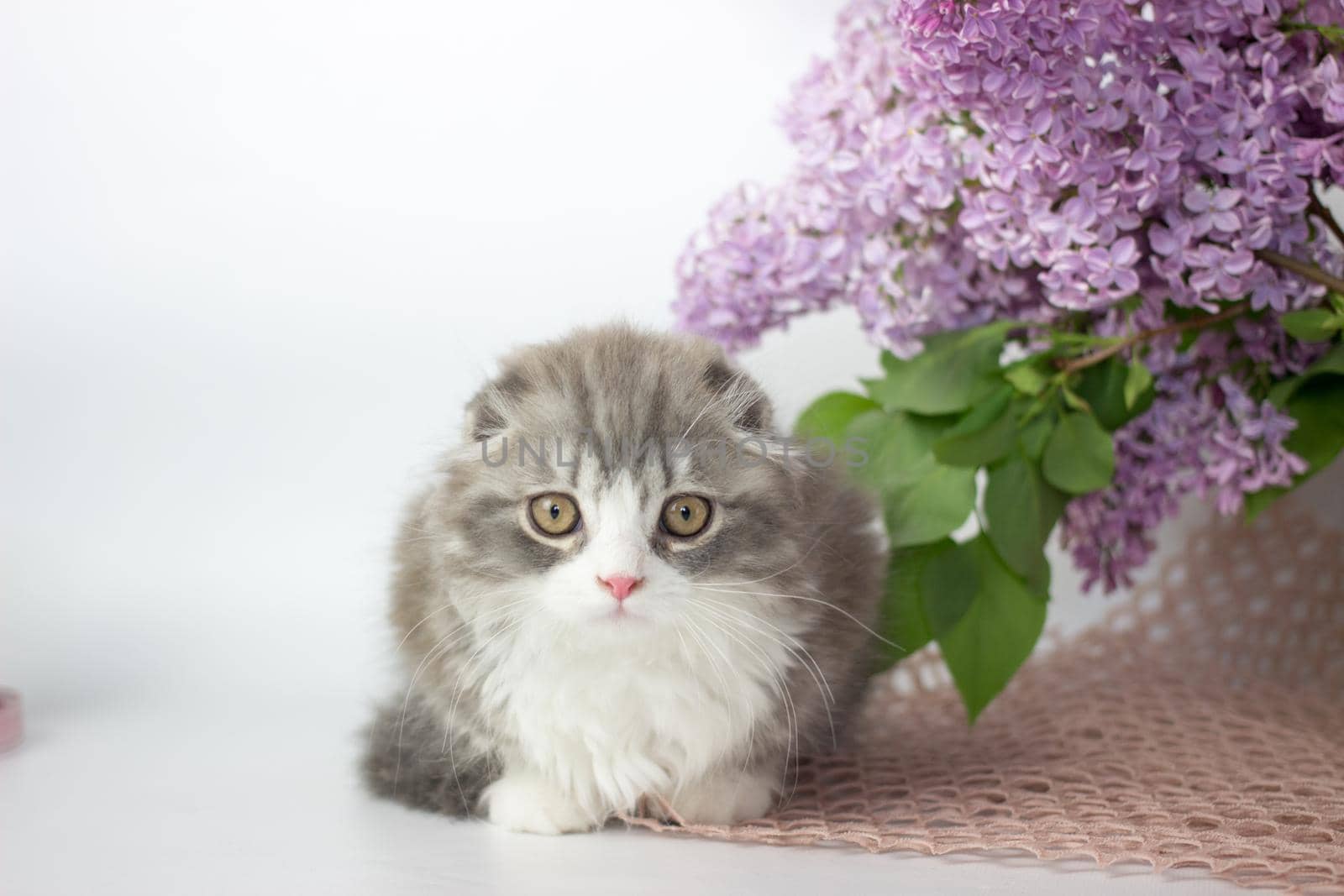 Young scottish highland fold kitten on white and lilac background.