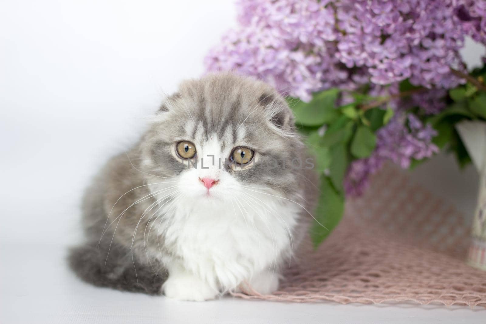 Young scottish highland fold kitten on white and lilac background.