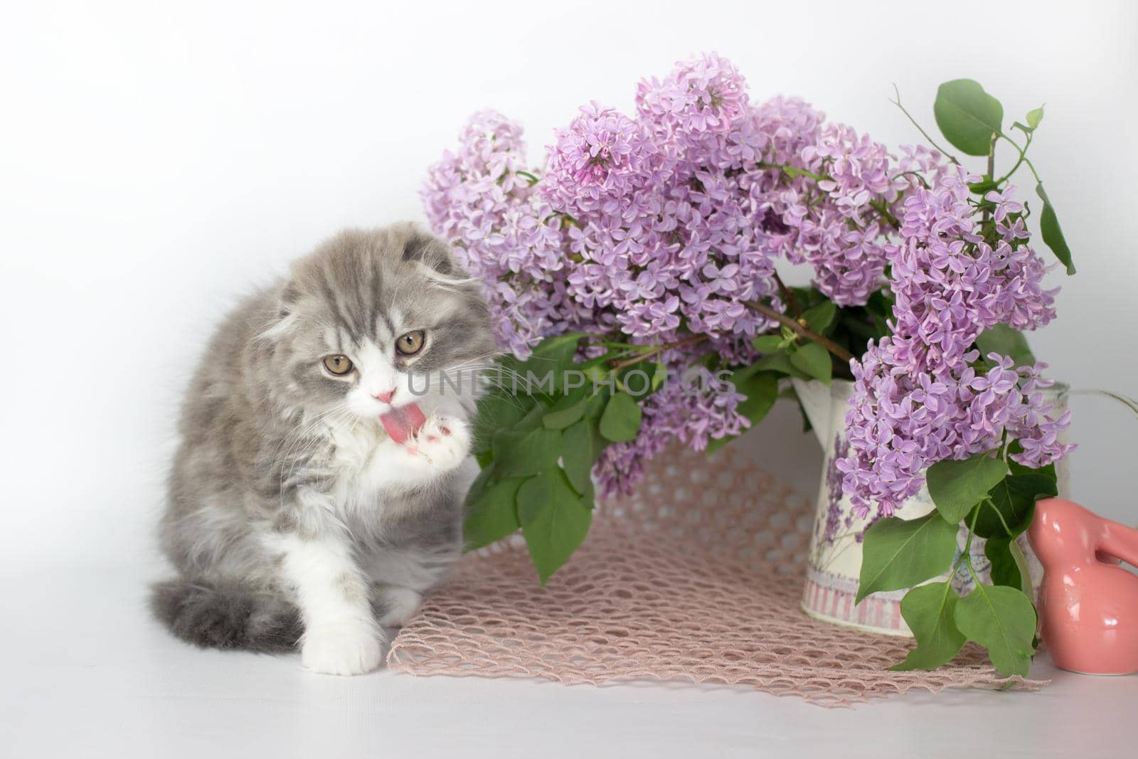 Young scottish highland fold kitten on white and lilac background.