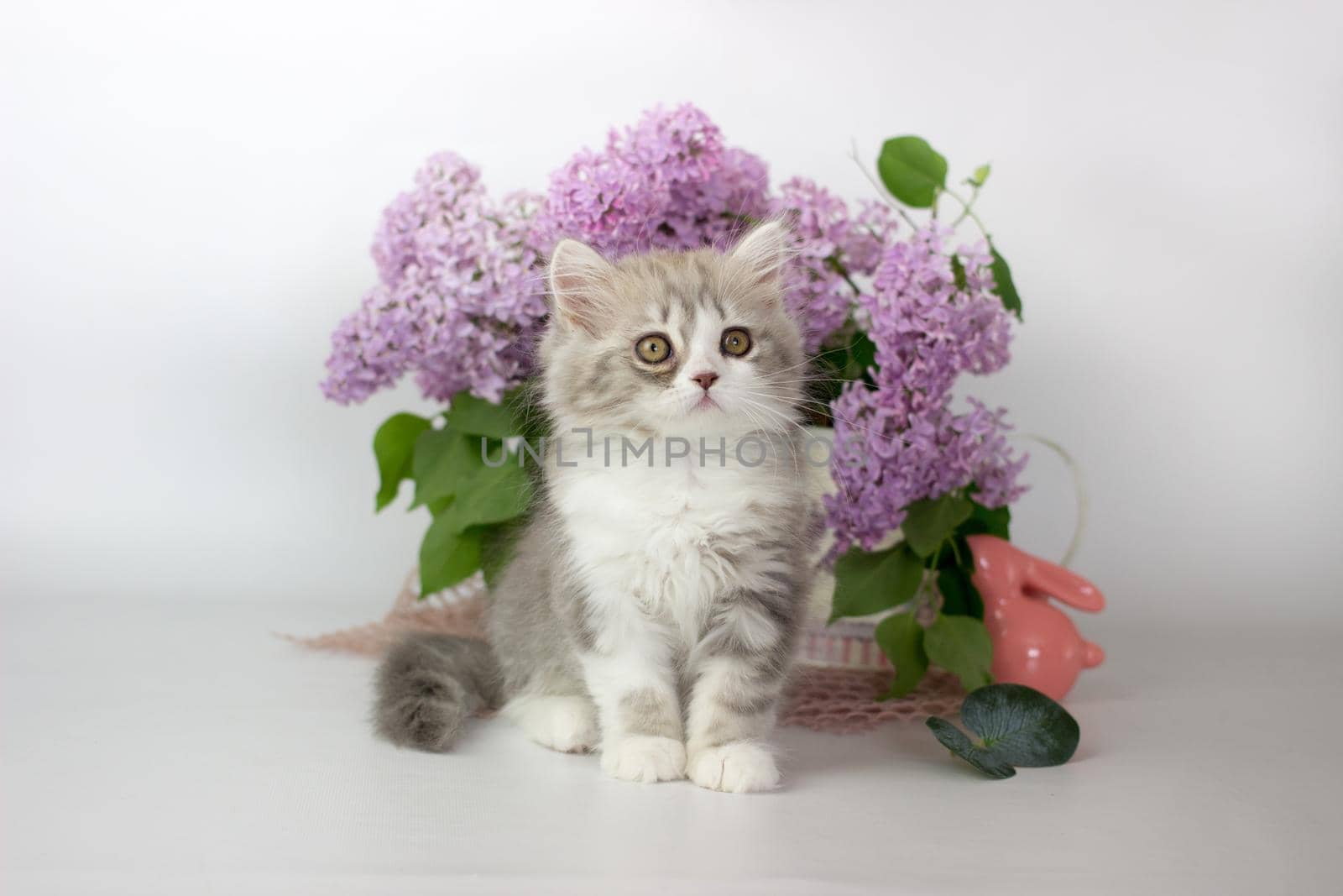 Cute pets. Little kitten breed of scottish highland stright cat on a white background with lilac elements.