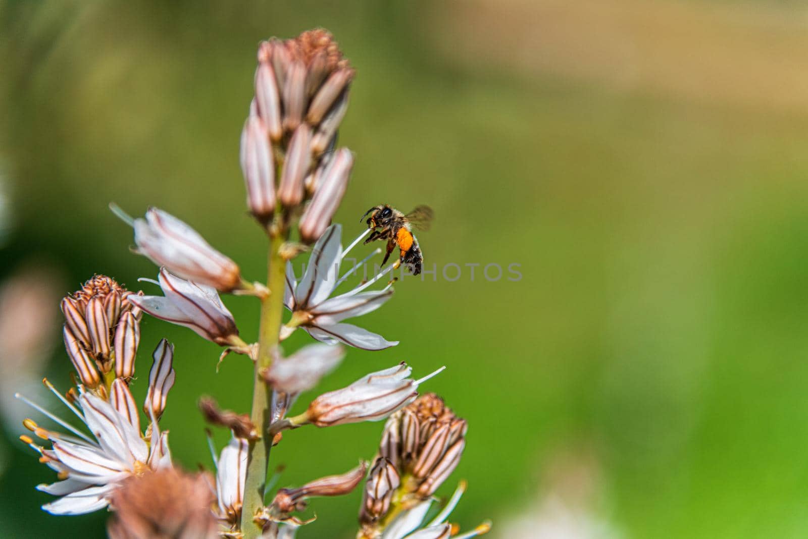 Asphodelus Albus, commonly known as white-flowered asphodel, is an herbaceous perennial. A bee has nectar from a flower. High quality photo