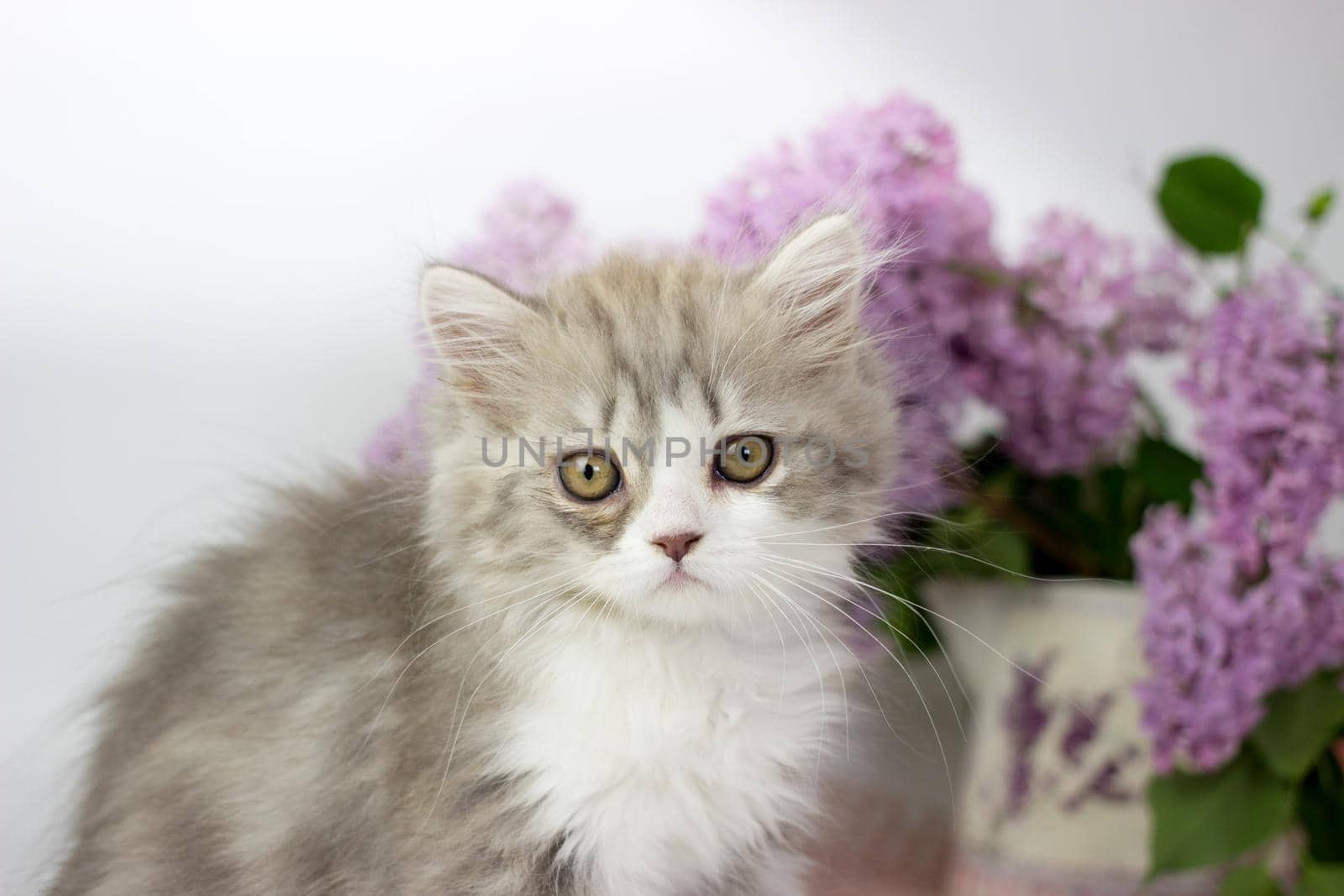 Cute pets. Little kitten breed of scottish highland stright cat on a white background with lilac elements by KatrinBaidimirova