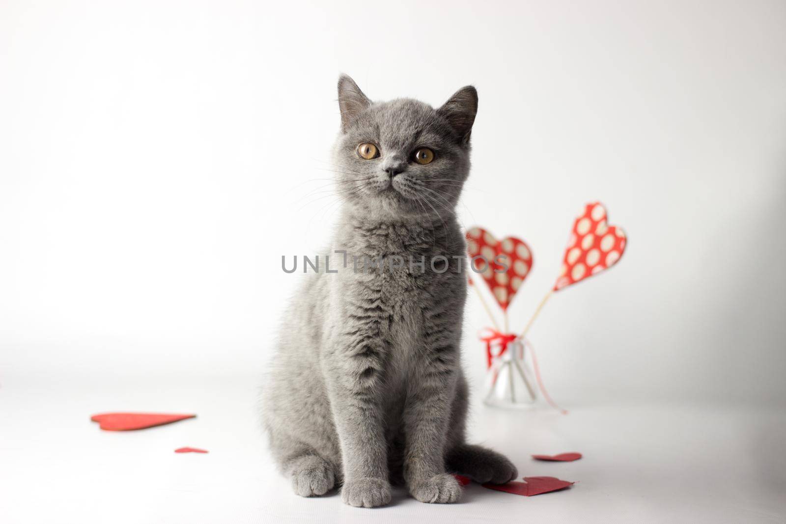 British Shorthair cat portrait on a white background. Valentines Day card.