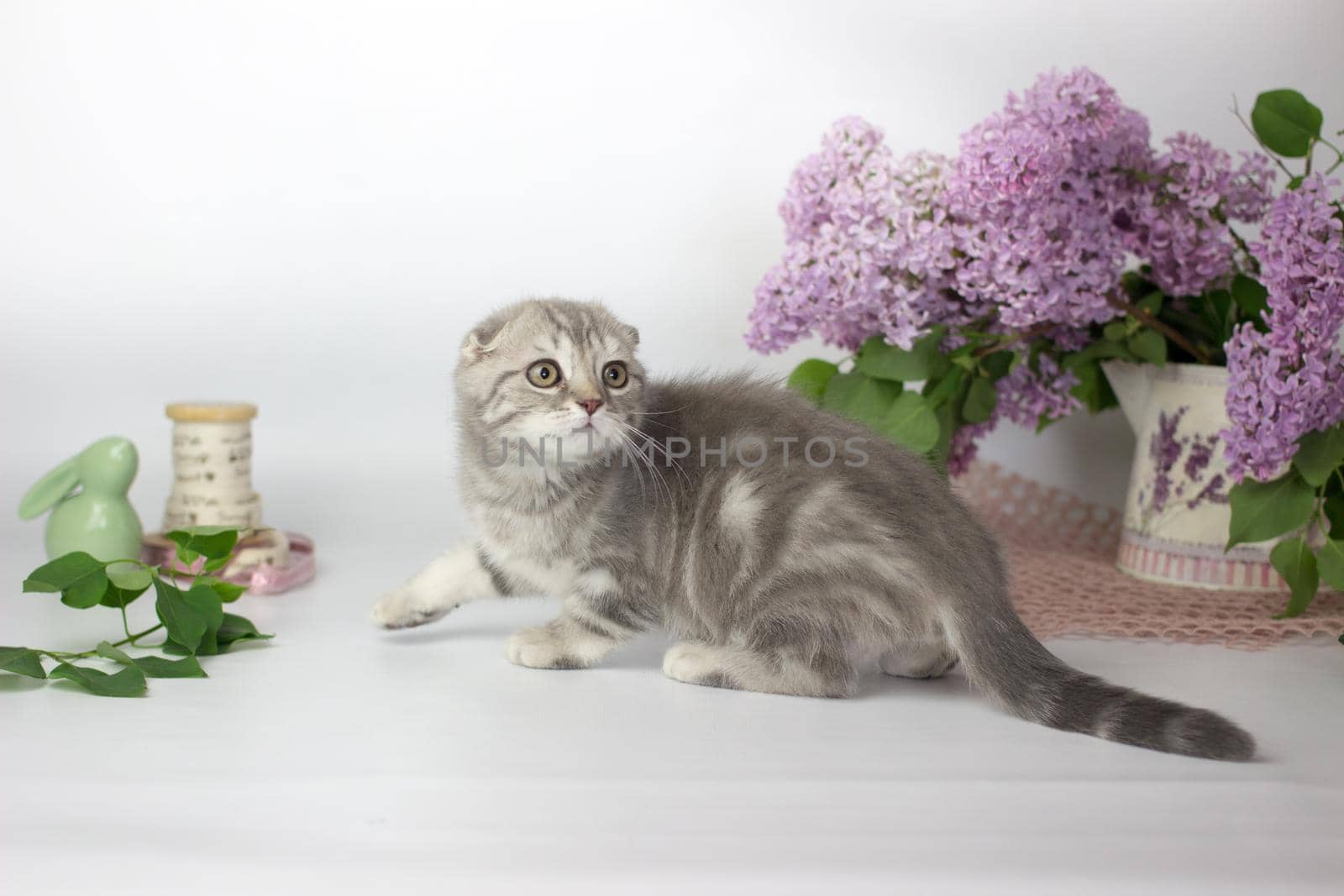 Scottish Fold kitten on the white background wiht lilac flowers by KatrinBaidimirova