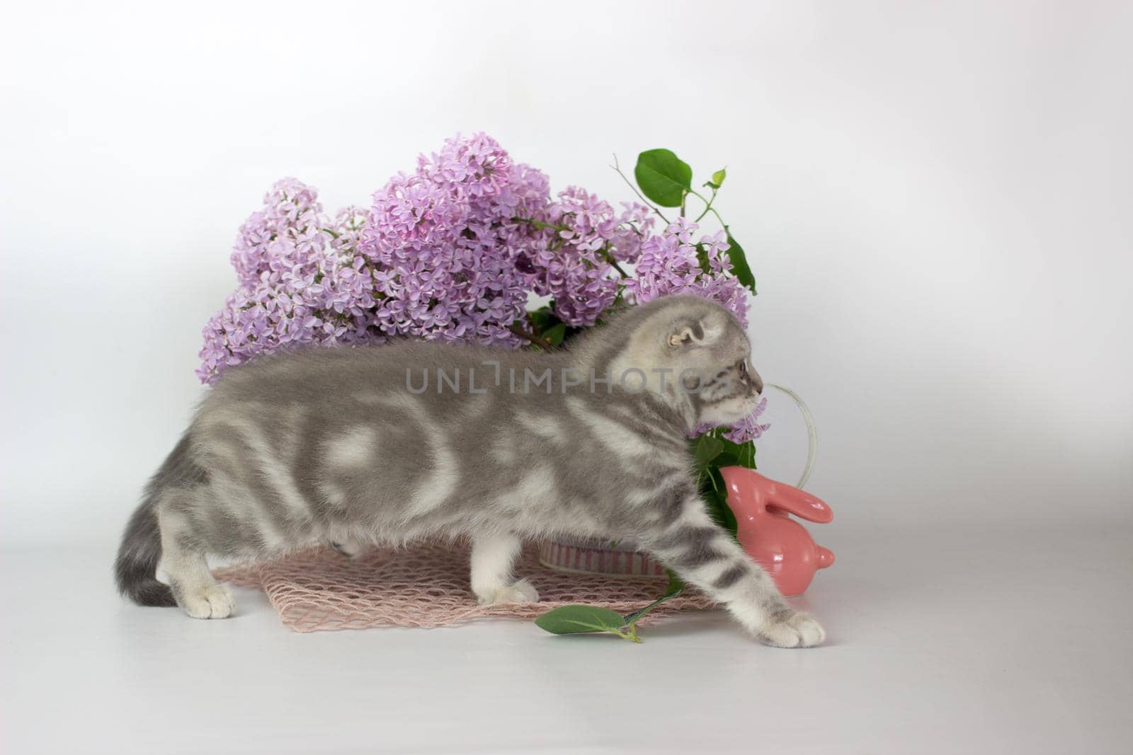 Scottish Fold kitten on the white background wiht lilac flowers.