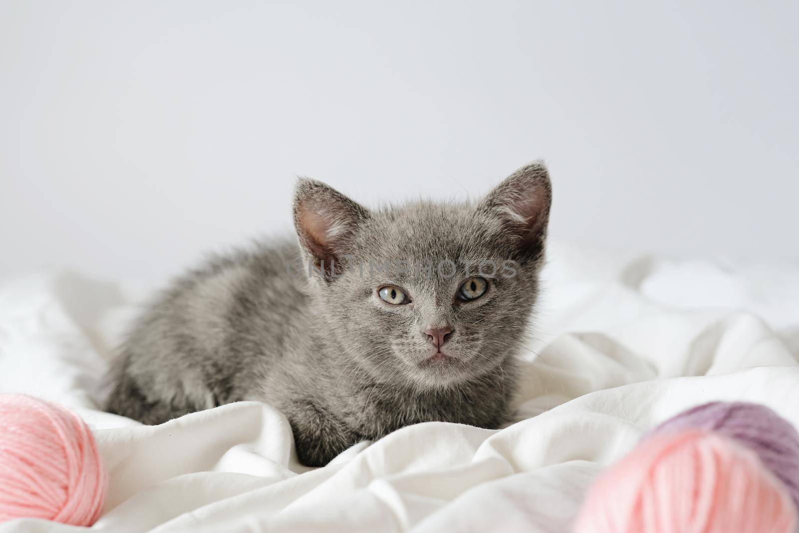 Little curious grey kitten lying over white blanket looking at camera with balls skeins of thread around.
