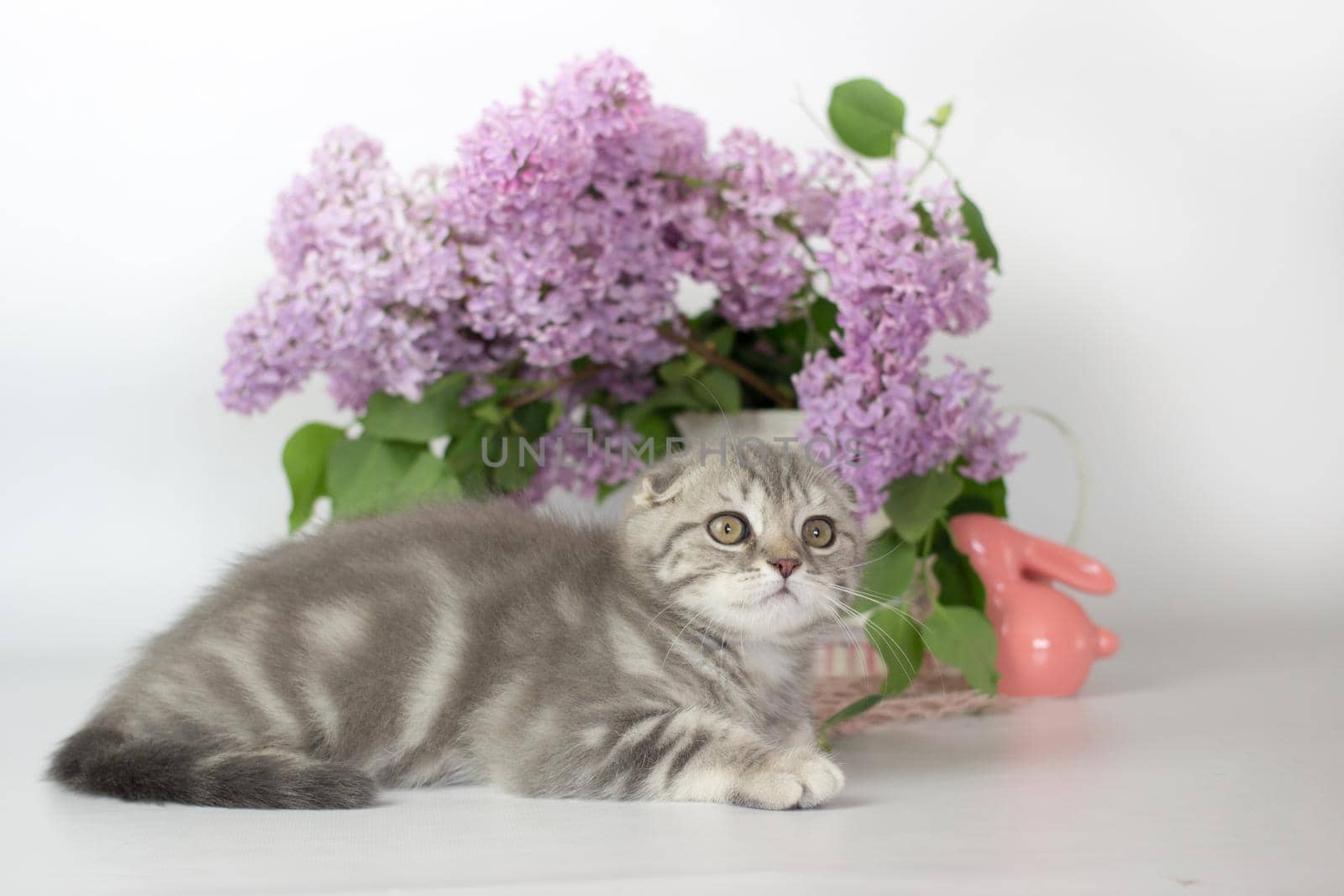 Scottish Fold kitten on the white background wiht lilac flowers.