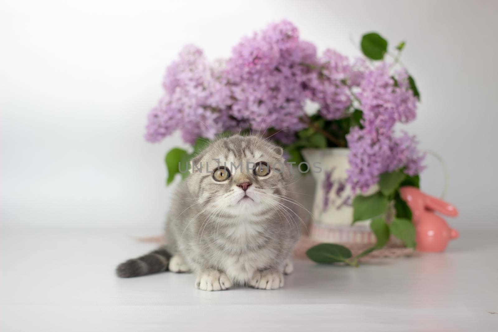 Scottish Fold kitten on the white background wiht lilac flowers.