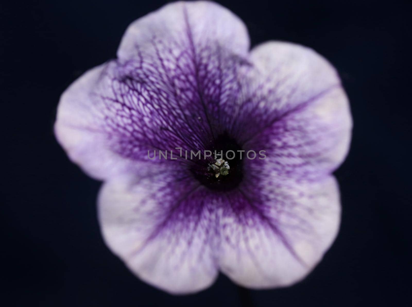 Blue flower blossom close up petunia hybrida family solanaceae botanical background modern high quality big size print home decoration by BakalaeroZz