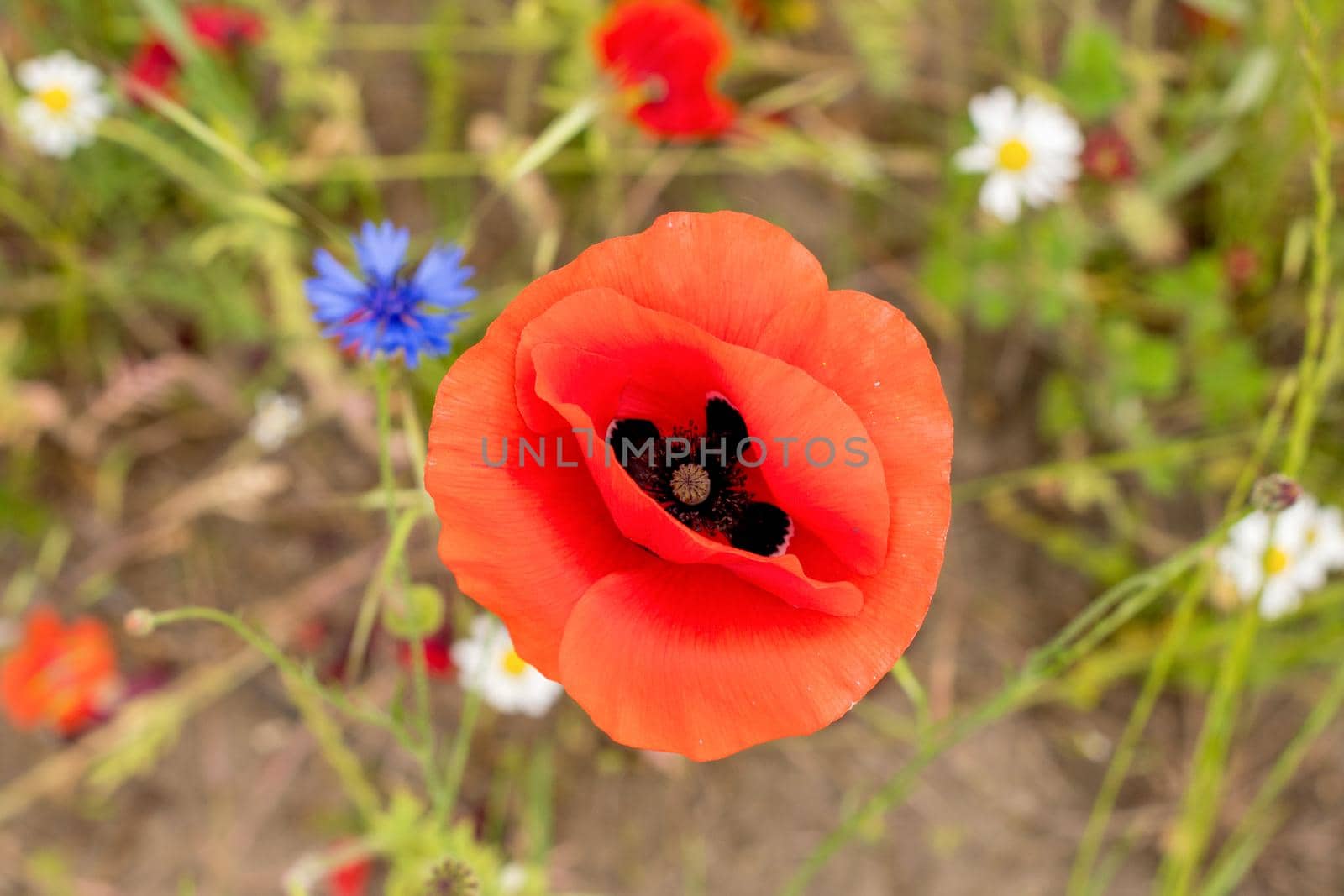 red poppy flower in the middle of a flower field flower portrait natural background sunny summer day. High quality photo