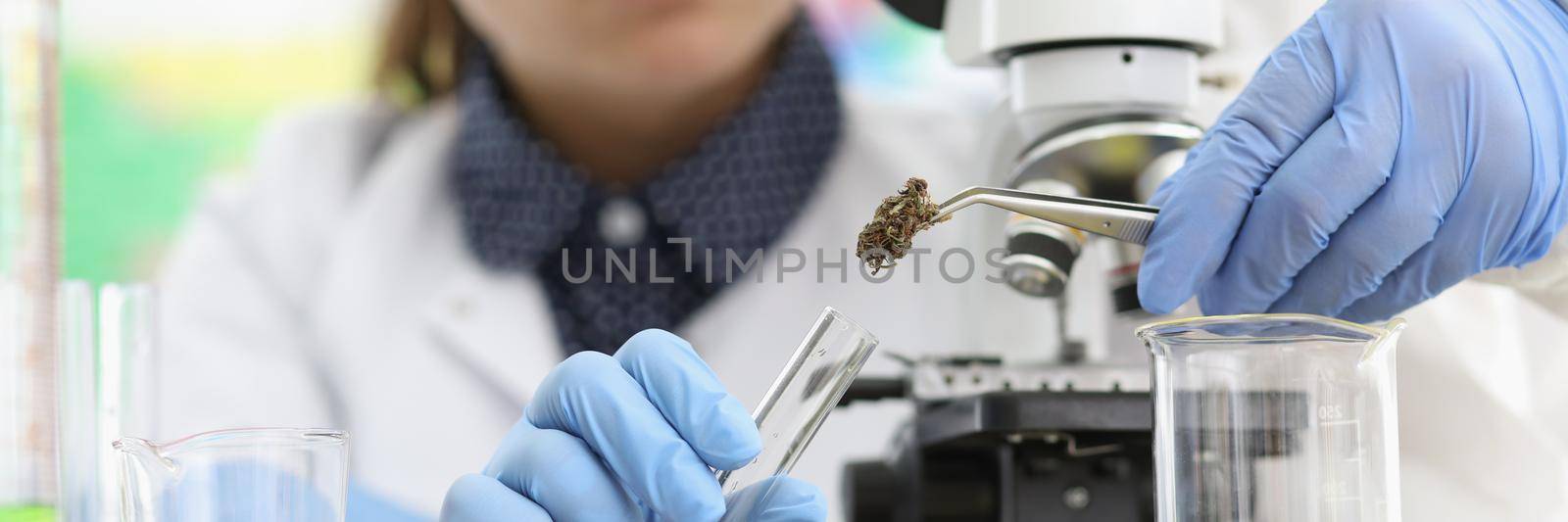 Close-up of female chemist put dried cannabis in glass tube for experiment. Scientist add dried hemp to extract oil. Laboratory research, science concept