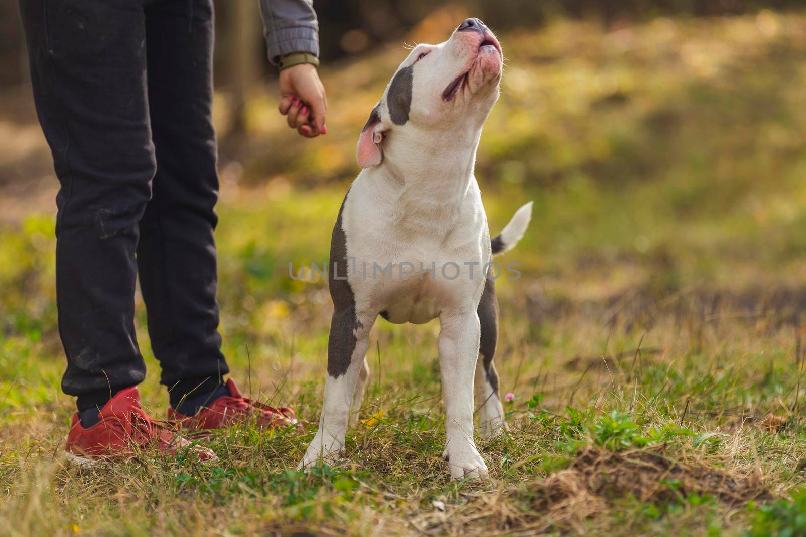 dog breed pit bull terrier on the playground by zokov