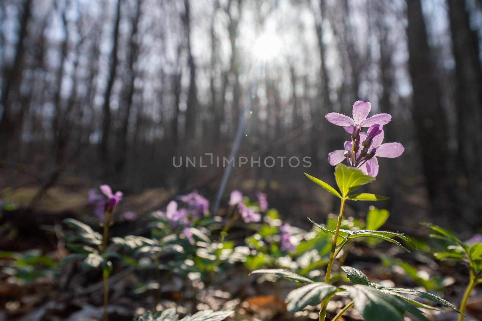 First spring forest flowers, Cardamine Dentaria bulbifera, selective focus. Purple and lilac forest flowers. Beautiful spring floral background.