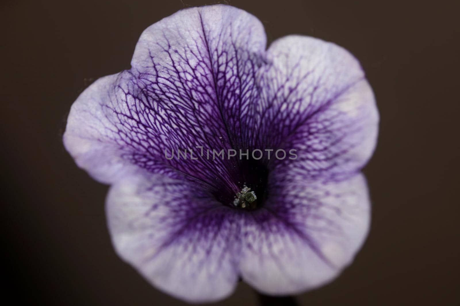 Blue flower blossom close up petunia hybrida family solanaceae botanical background modern high quality big size print home decoration by BakalaeroZz