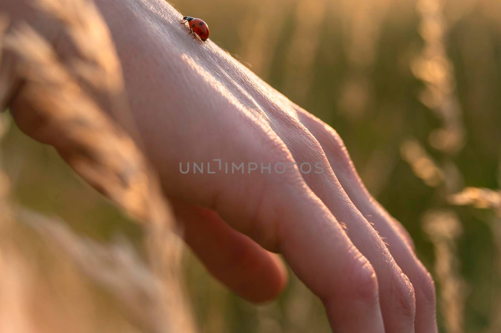 Young woman playing with a cute ladybug in the nature at sunset. Back to the nature concept. Ladybug is walking on the woman hand.